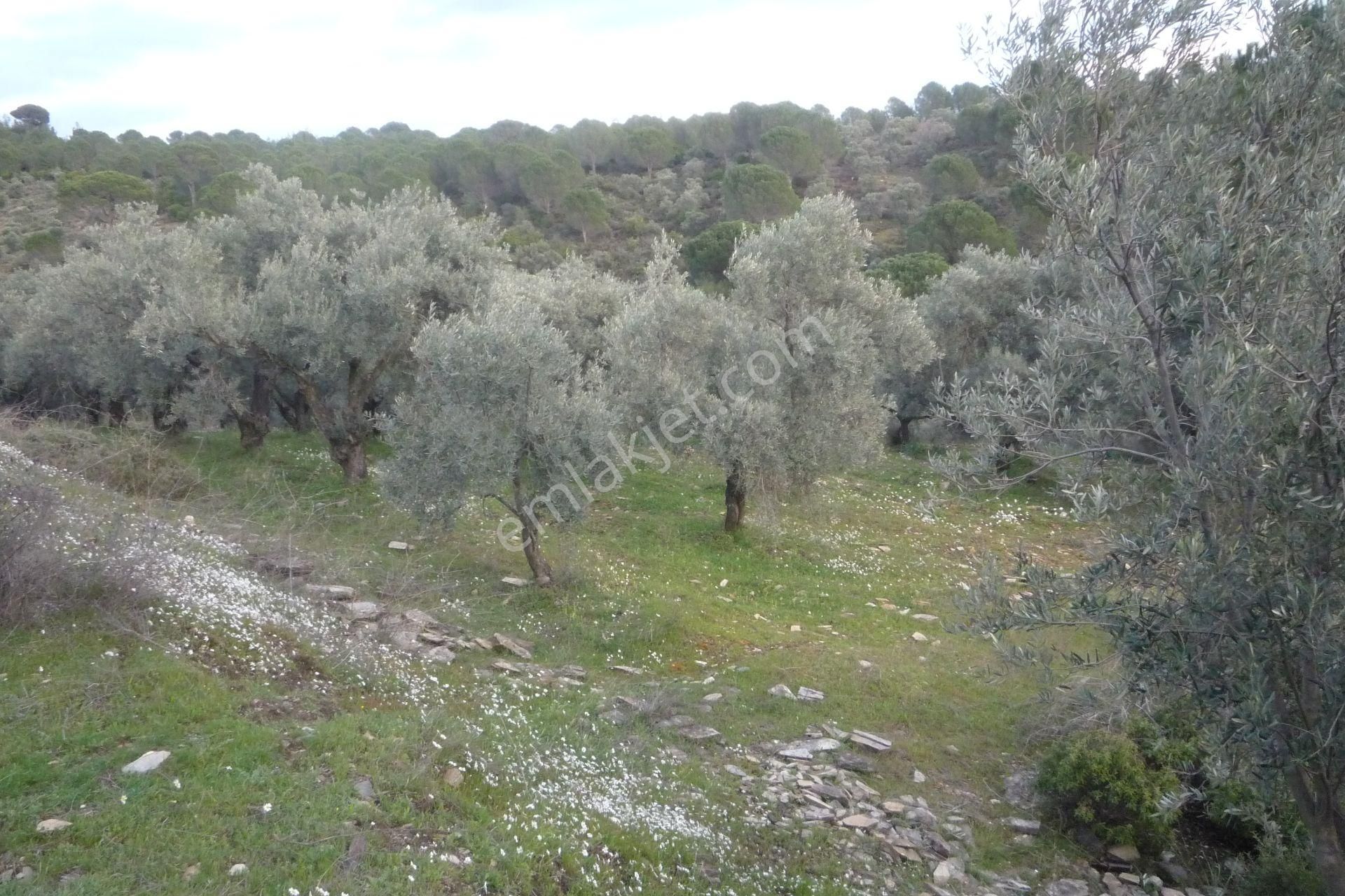 İzmir Torbalı Gold Emlakta Satılık Zeytin Bahçesi - Görsel 11