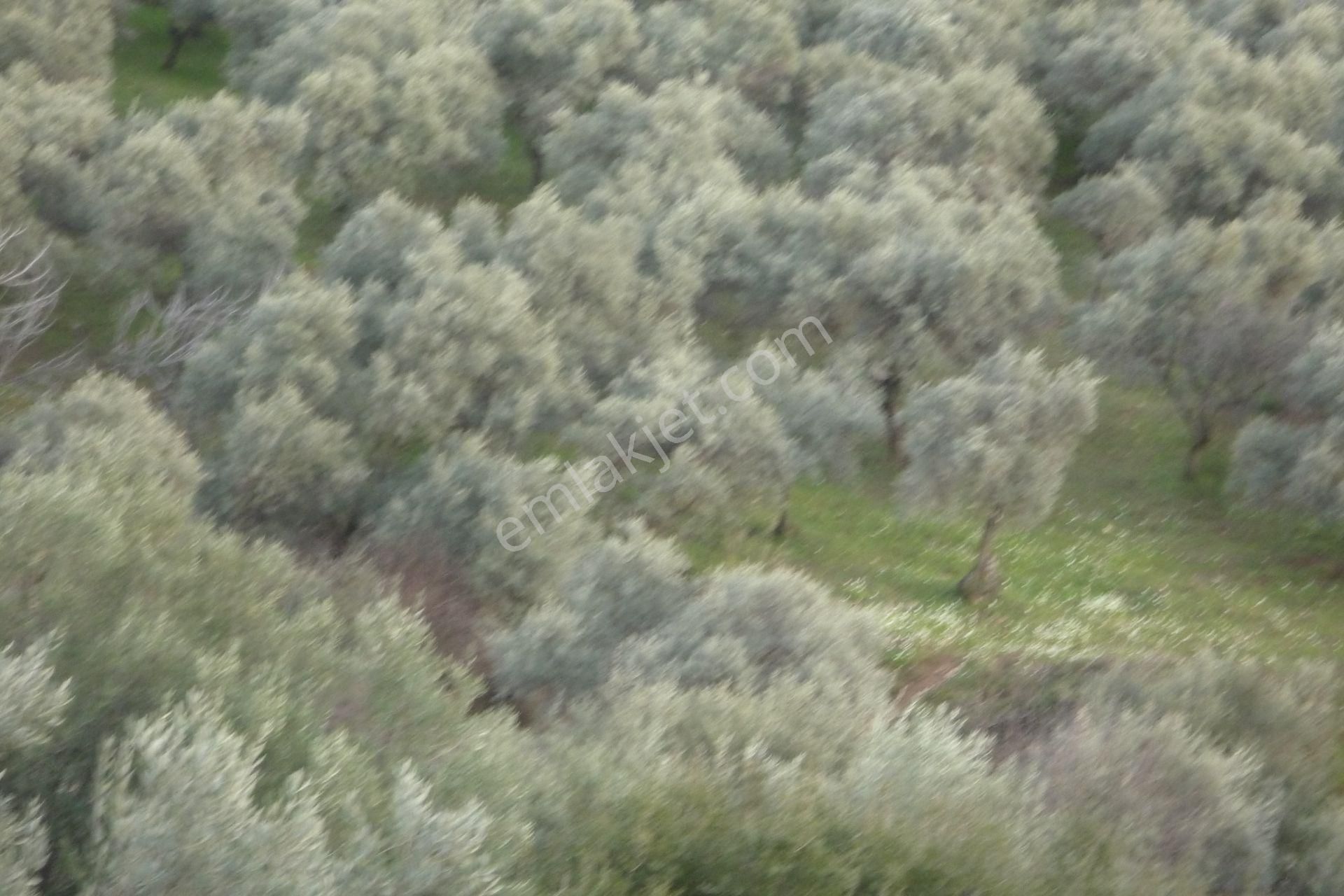 İzmir Torbalı Gold Emlakta Satılık Zeytin Bahçesi - Görsel 7
