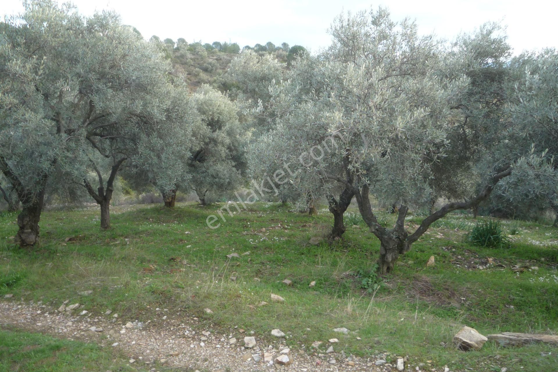 İzmir Torbalı Gold Emlakta Satılık Zeytin Bahçesi - Görsel 27