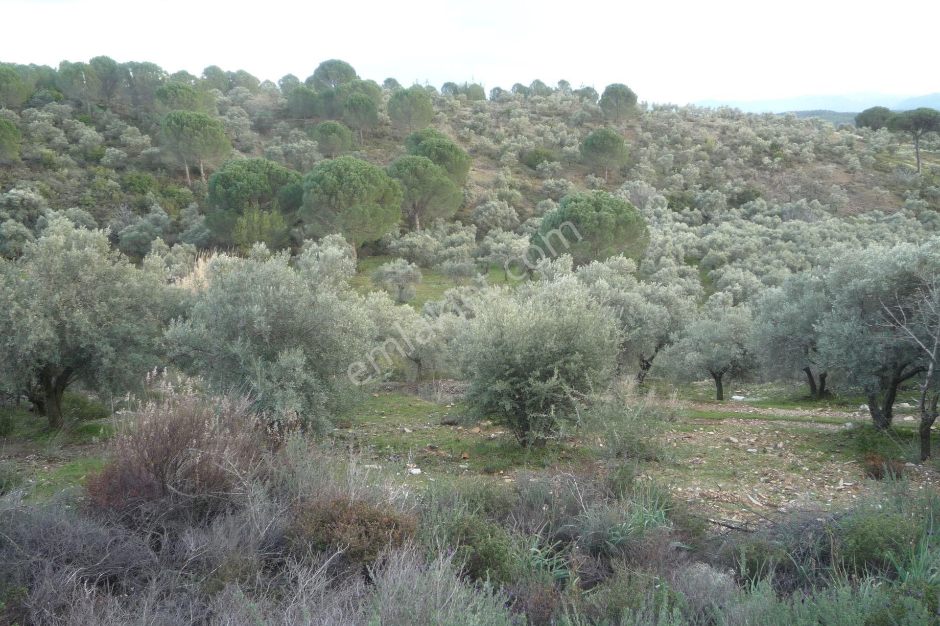 İzmir Torbalı Gold Emlakta Satılık Zeytin Bahçesi - Görsel 22