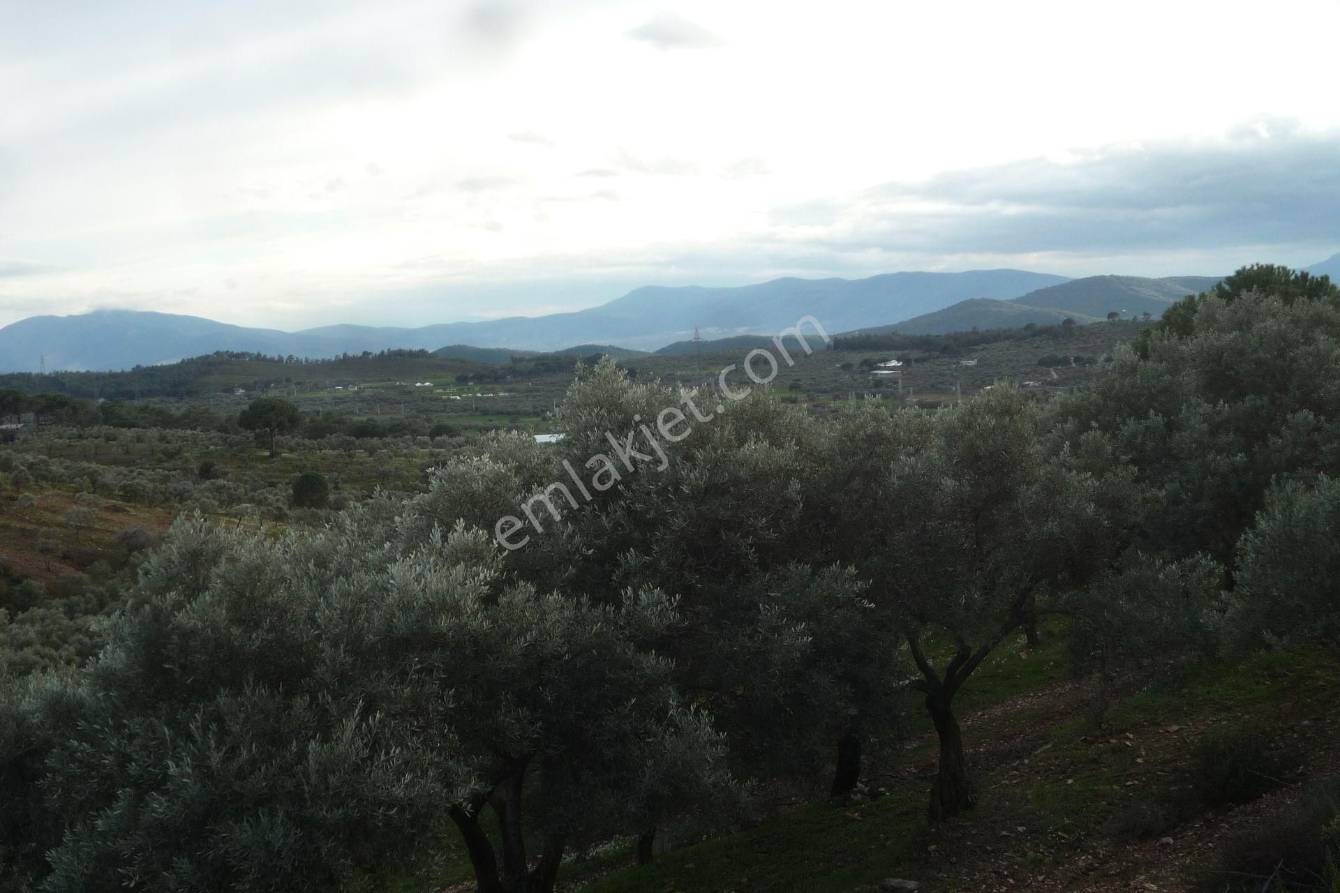 İzmir Torbalı Gold Emlakta Satılık Zeytin Bahçesi - Görsel 25