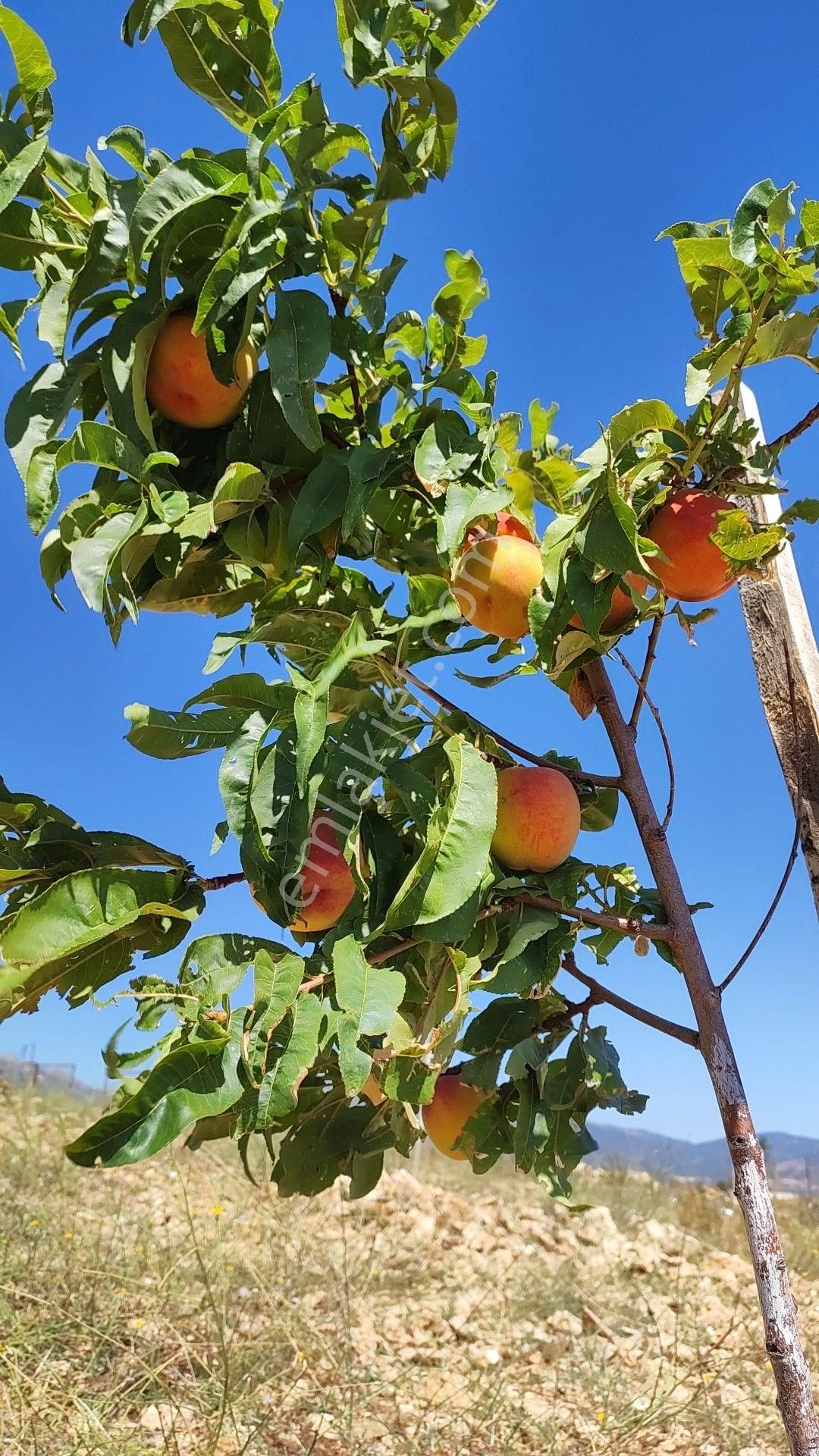 Havadar Antalya Yarım Saat Korkutelı 15 Dakıka - Görsel 11