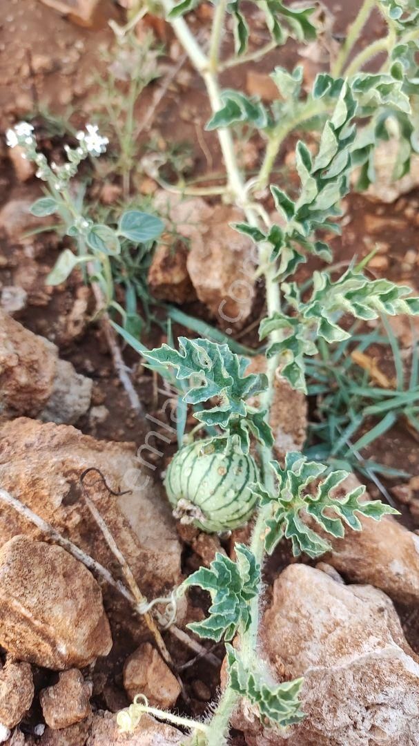 Havadar Antalya Yarım Saat Korkutelı 15 Dakıka - Görsel 19