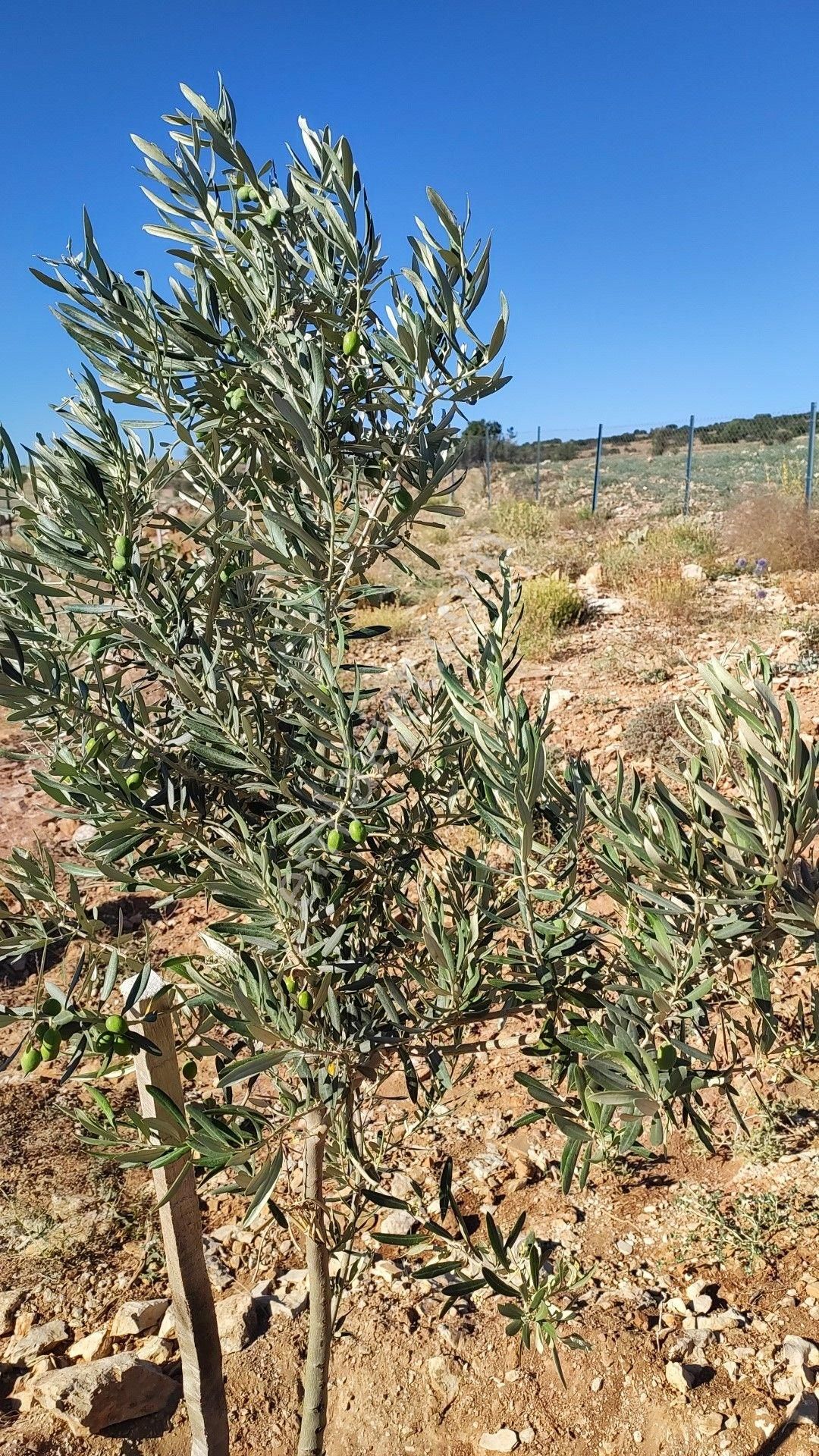 Havadar Antalya Yarım Saat Korkutelı 15 Dakıka - Görsel 13