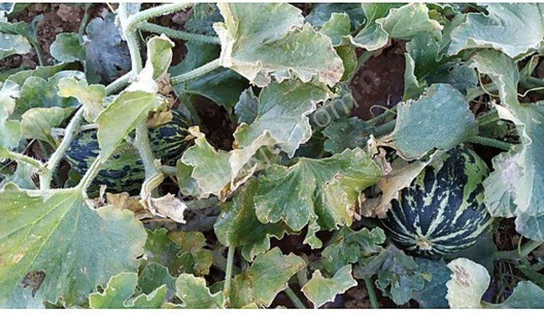 Havadar Antalya Yarım Saat Korkutelı 15 Dakıka - Görsel 5