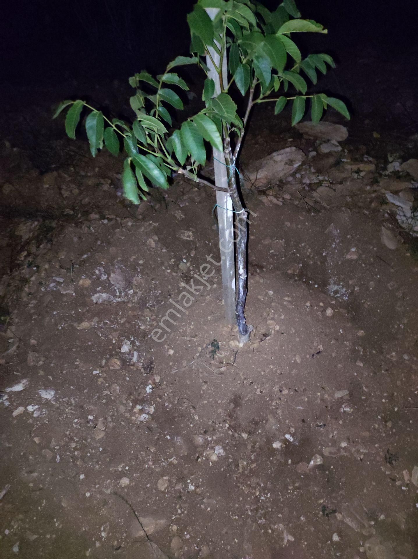 Havadar Antalya Yarım Saat Korkutelı 15 Dakıka - Görsel 3