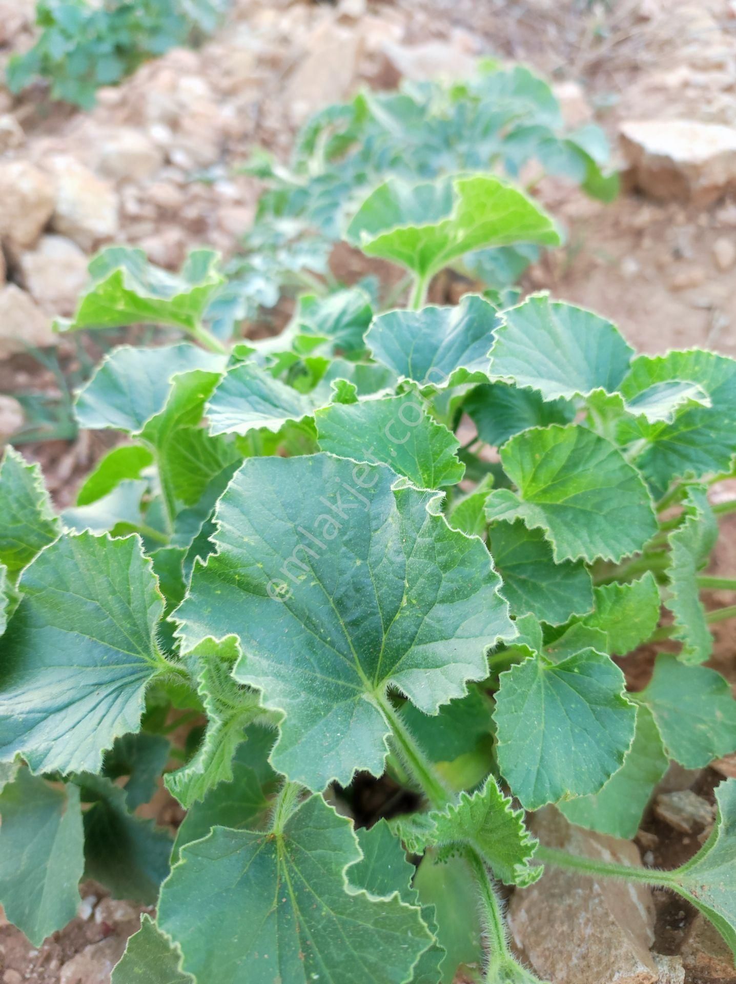 Havadar Antalya Yarım Saat Korkutelı 15 Dakıka - Görsel 4