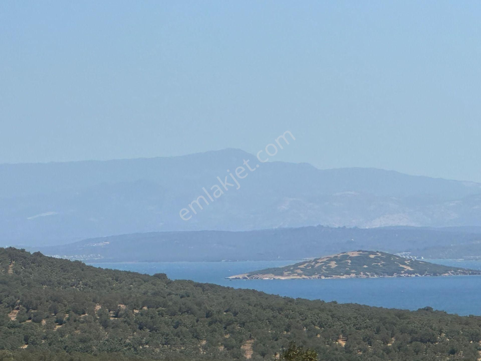 Ayvalık Namık Kemal Satılık Zeytinlik Ayvada'dan Ayvalık Cunda'da Deniz Manzaralı 4 Dönüm Bakımlı Zeytinlik