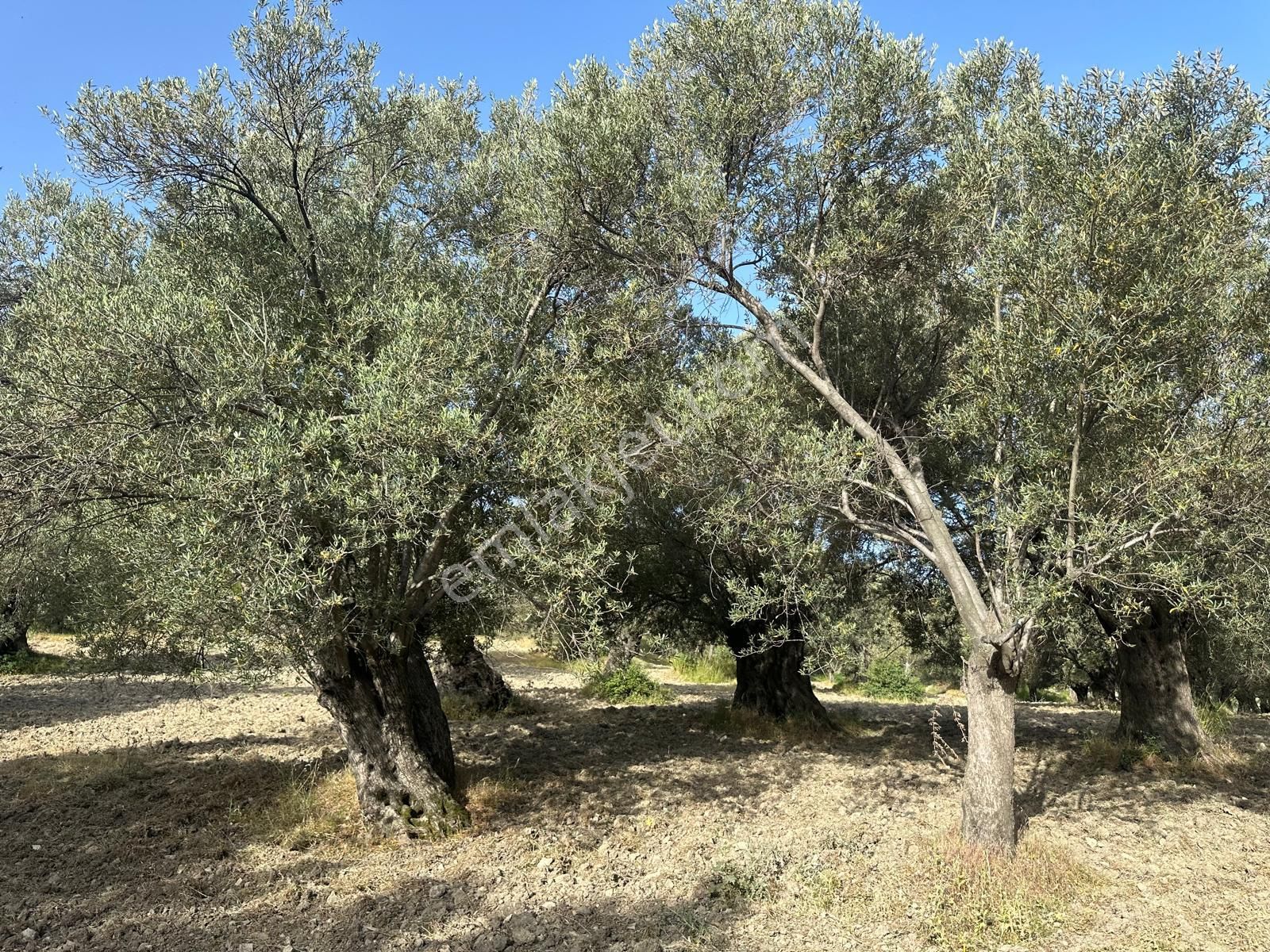 Ayvada'dan Ayvalık Kazımkarabekir 8 Dönüm Bakımlı Zeytinlik - Görsel 4