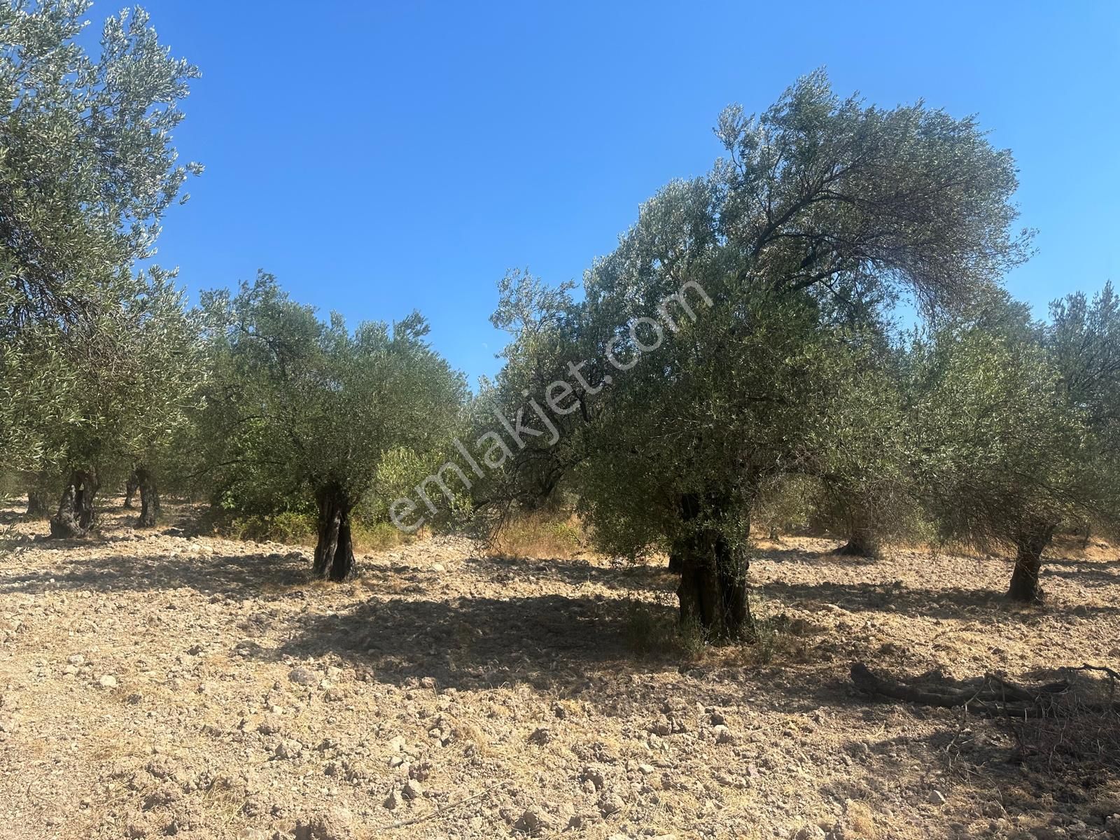 Ayvada'dan Ayvalık Kazımkarabekir 8 Dönüm Bakımlı Zeytinlik - Görsel 7