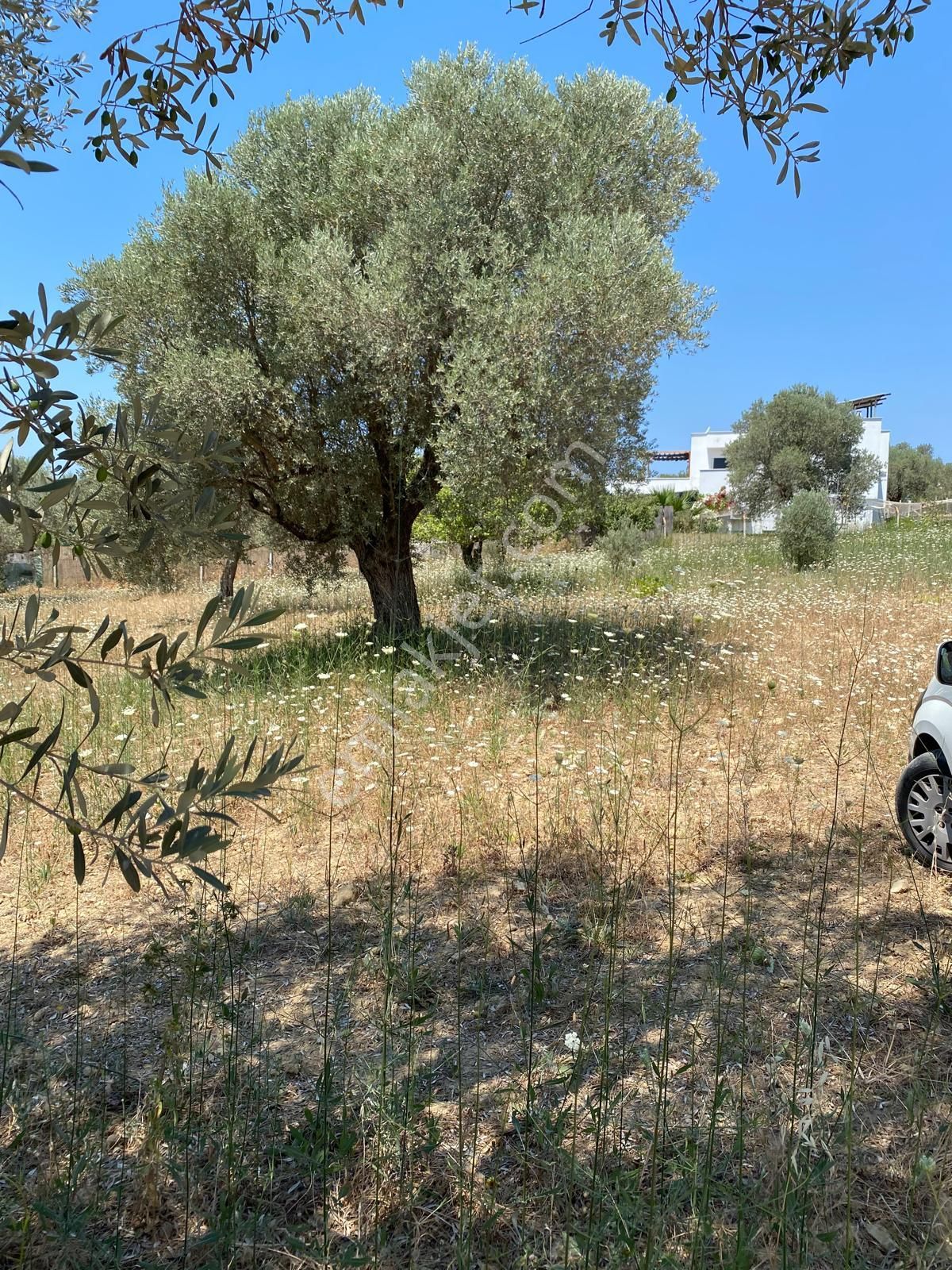 Kuşadası Uydukent Arkası 1000 M2 Yolu, Elekriği Ve Suyu Olan Tek Tapulu Arsaarsa - Görsel 3