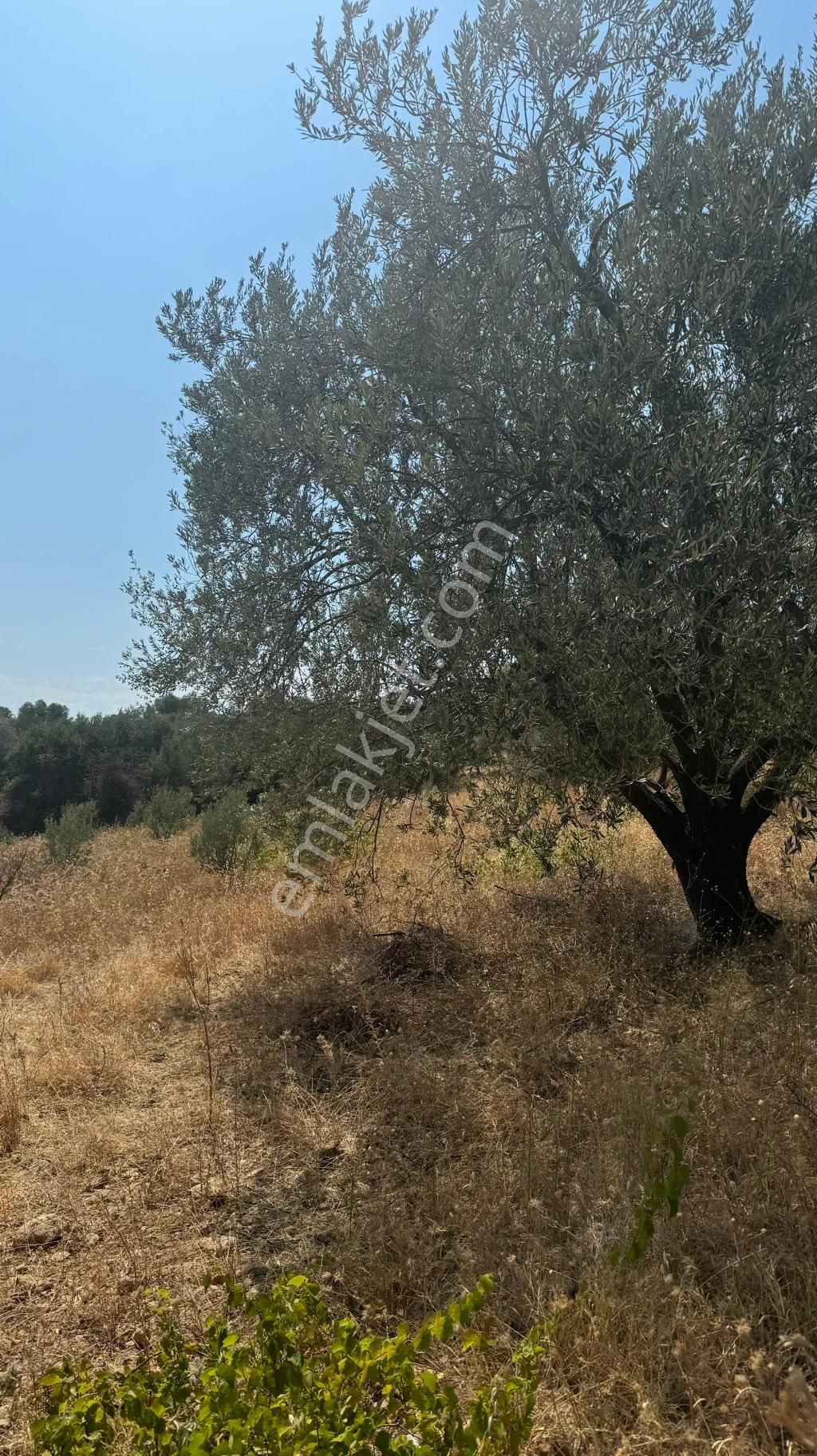 Beyaz Gayrımenkulden Manisa Şehzadeler Sancaklı İgdecik Mh De Satılık 2,718 M2 Zeytinlik - Görsel 14