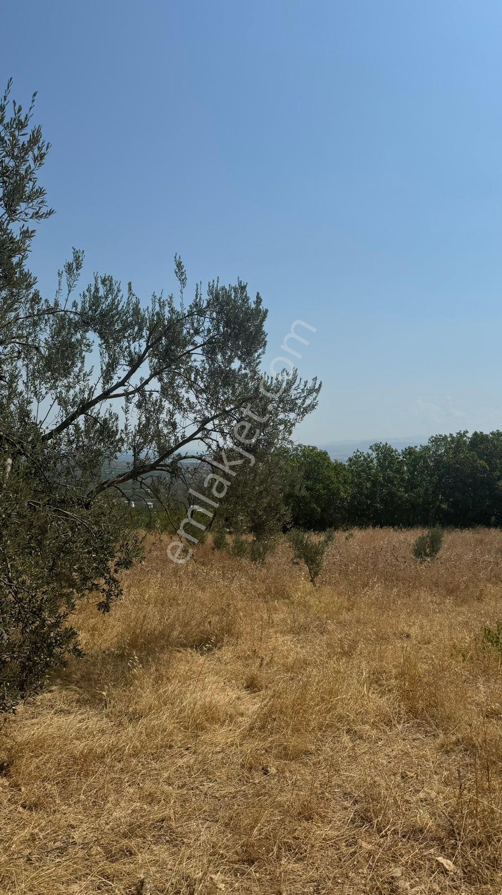 Beyaz Gayrımenkulden Manisa Şehzadeler Sancaklı İgdecik Mh De Satılık 2,718 M2 Zeytinlik - Görsel 6