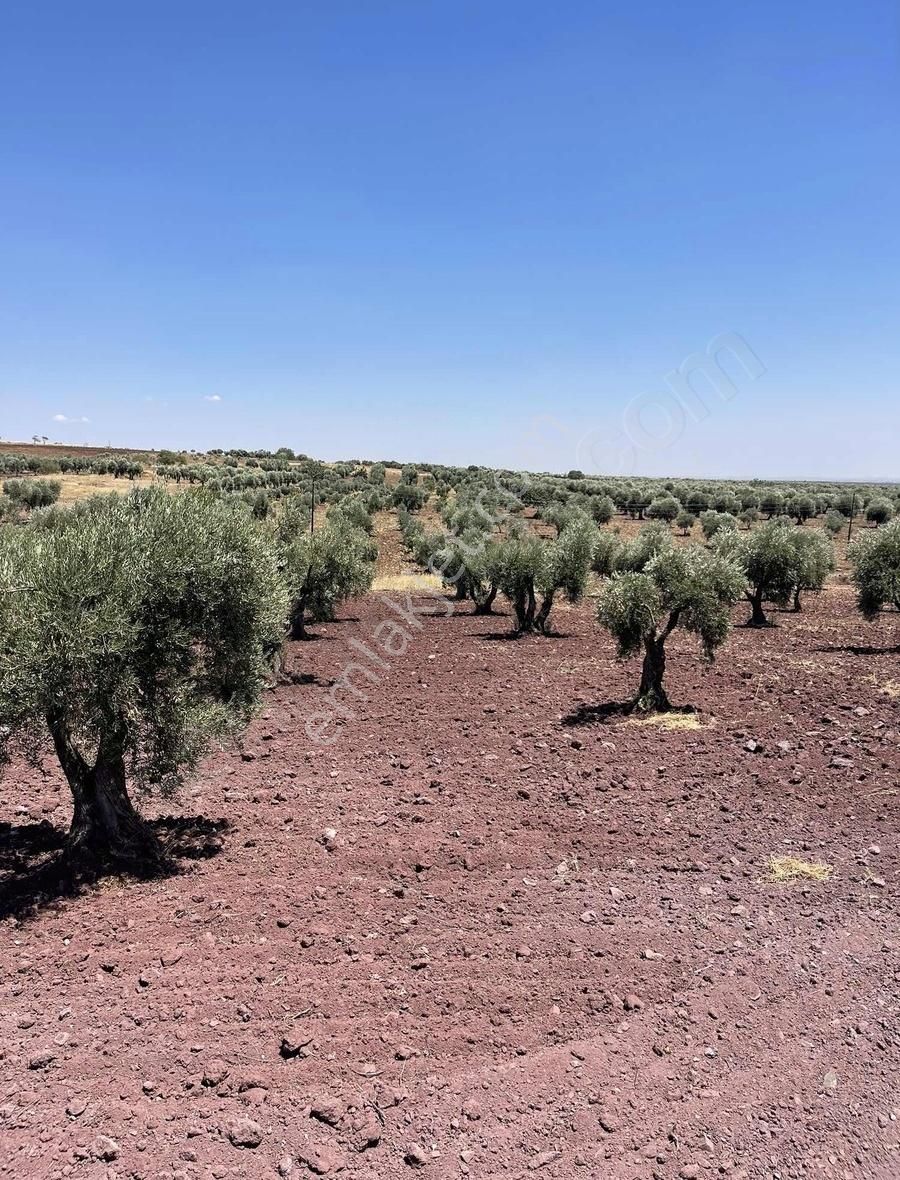 Kilis Merkez Albay İbrahim Karaoğlanoğlu Satılık Zeytinlik A.ibrahim Karaoğlanoğlu Tapulu Zeytinlik 1544m2