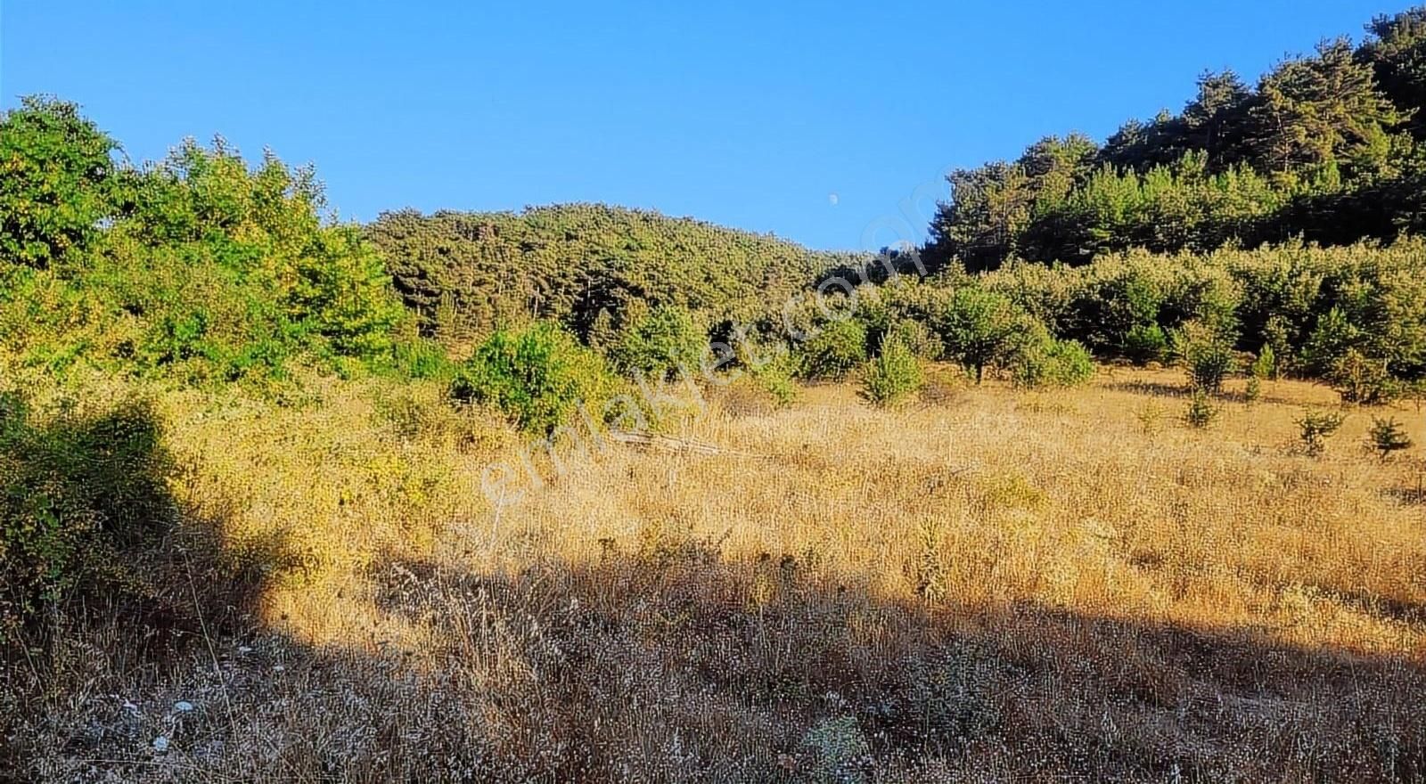 Ayvacık Baharlar Köyü Satılık Tarla UZAY EMLAKTAN BAHARLAR KÖYÜNDE CİDDİ TAKASLARA AÇIK TARLA