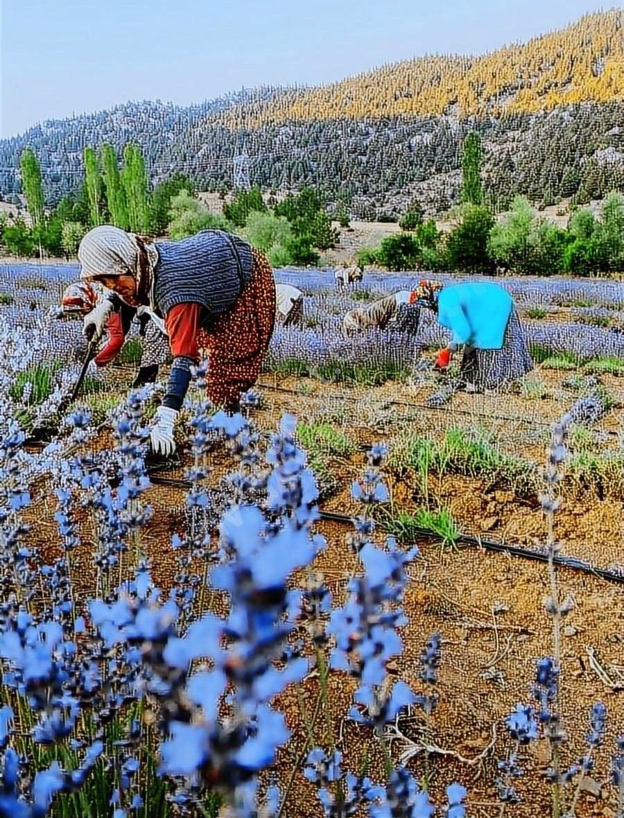 Derebucak Gencek Satılık Bağ & Bahçe DEREBUCAK SATILIK LAVANTA BAHÇESİ