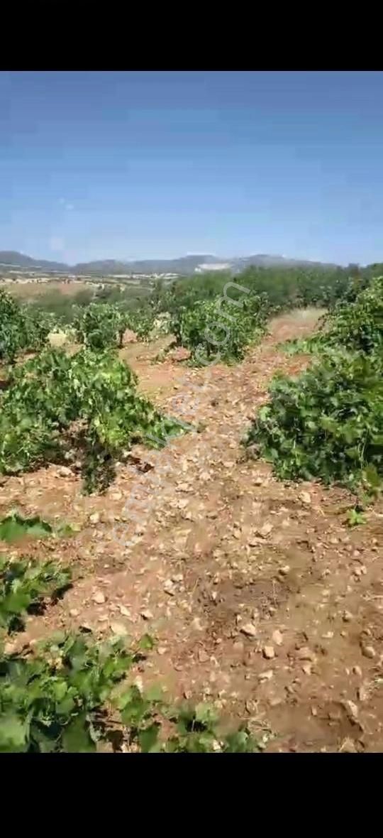 Bozkır Hamzalar Satılık Bağ & Bahçe KONYA BOZKIR SATILIK 30.000M2 ÜZÜM BAĞI