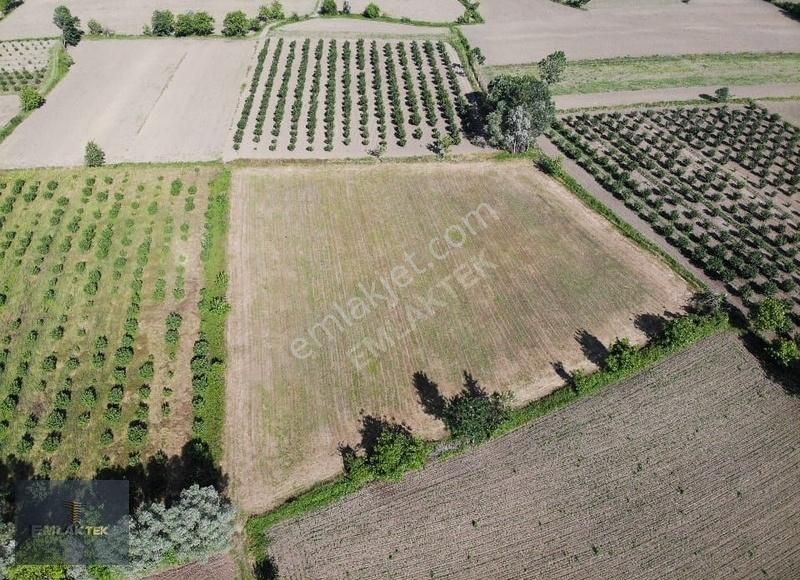 Akyazı Yuvalak Satılık Tarla Emlaktek Gayrimenkul Den Satılık 11 Dönüm Tarla