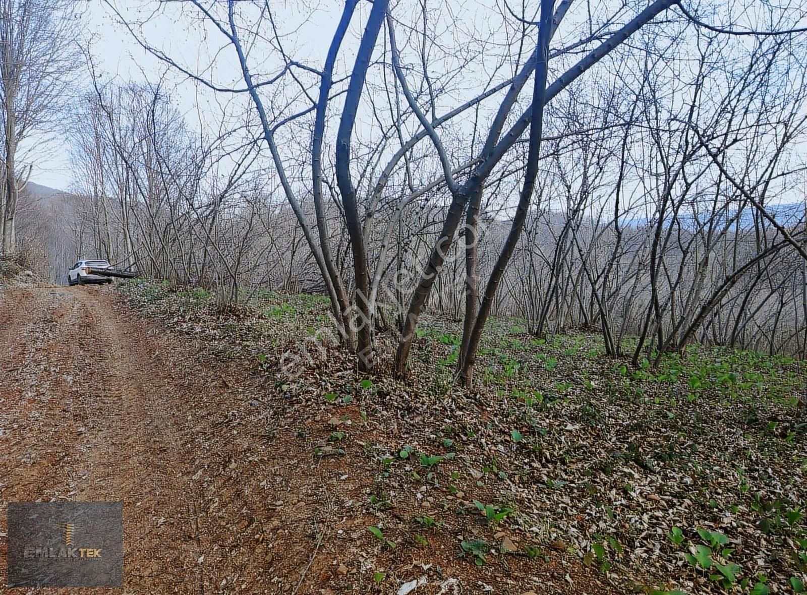 Akyazı Şerefiye Mh Uygun Fiyatlı 3.635m2 Fındıklık