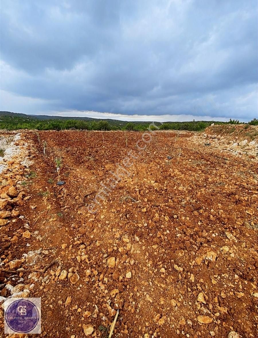 Silifke Canbazlı Satılık Tarla Cb More - Mersin Silifke'de Sulama Havuzlu Badem Bahçesi