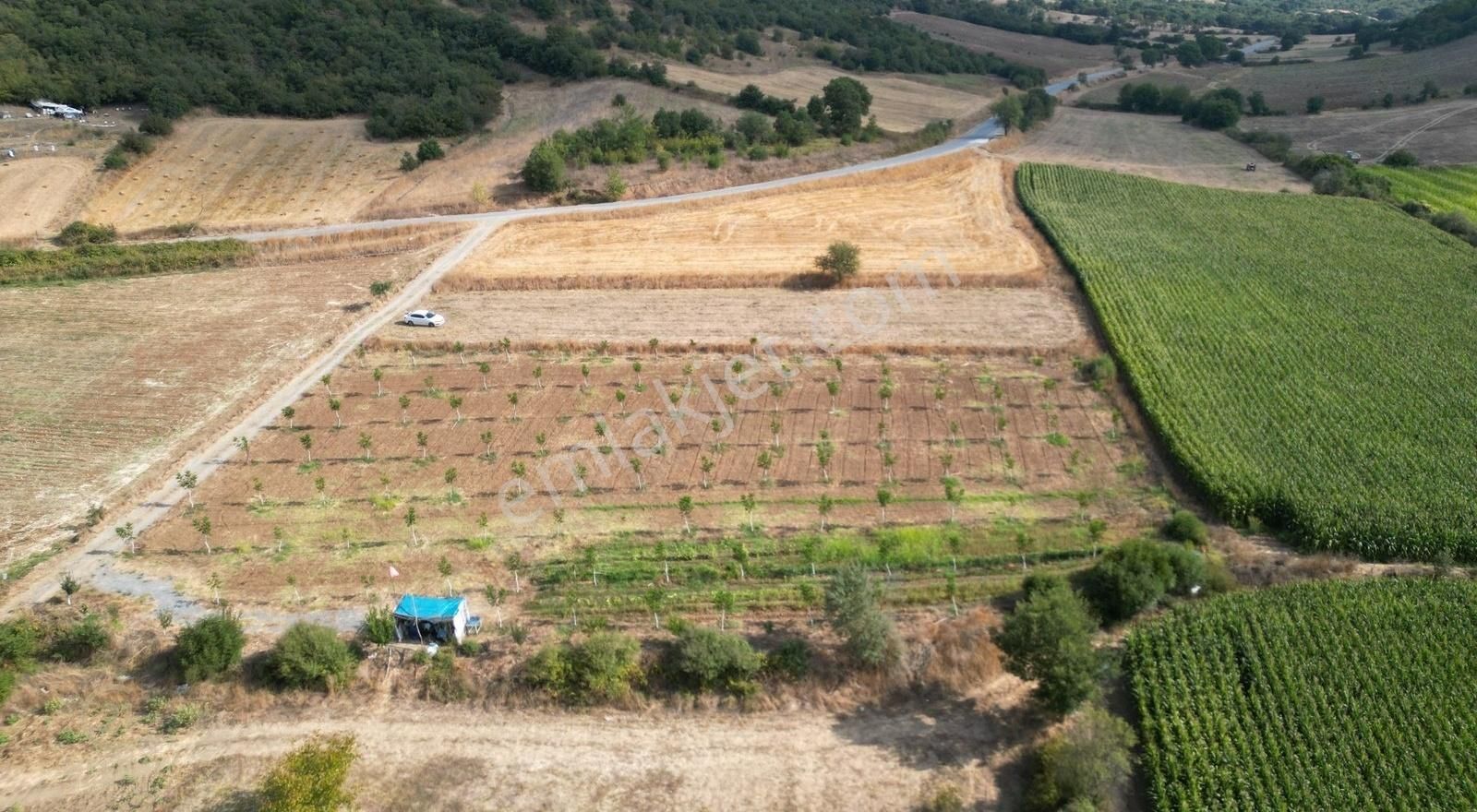 Kepsut Dereli Satılık Tarla Century21 Bal'dan Satılık Tarla Ceviz Bahçesi