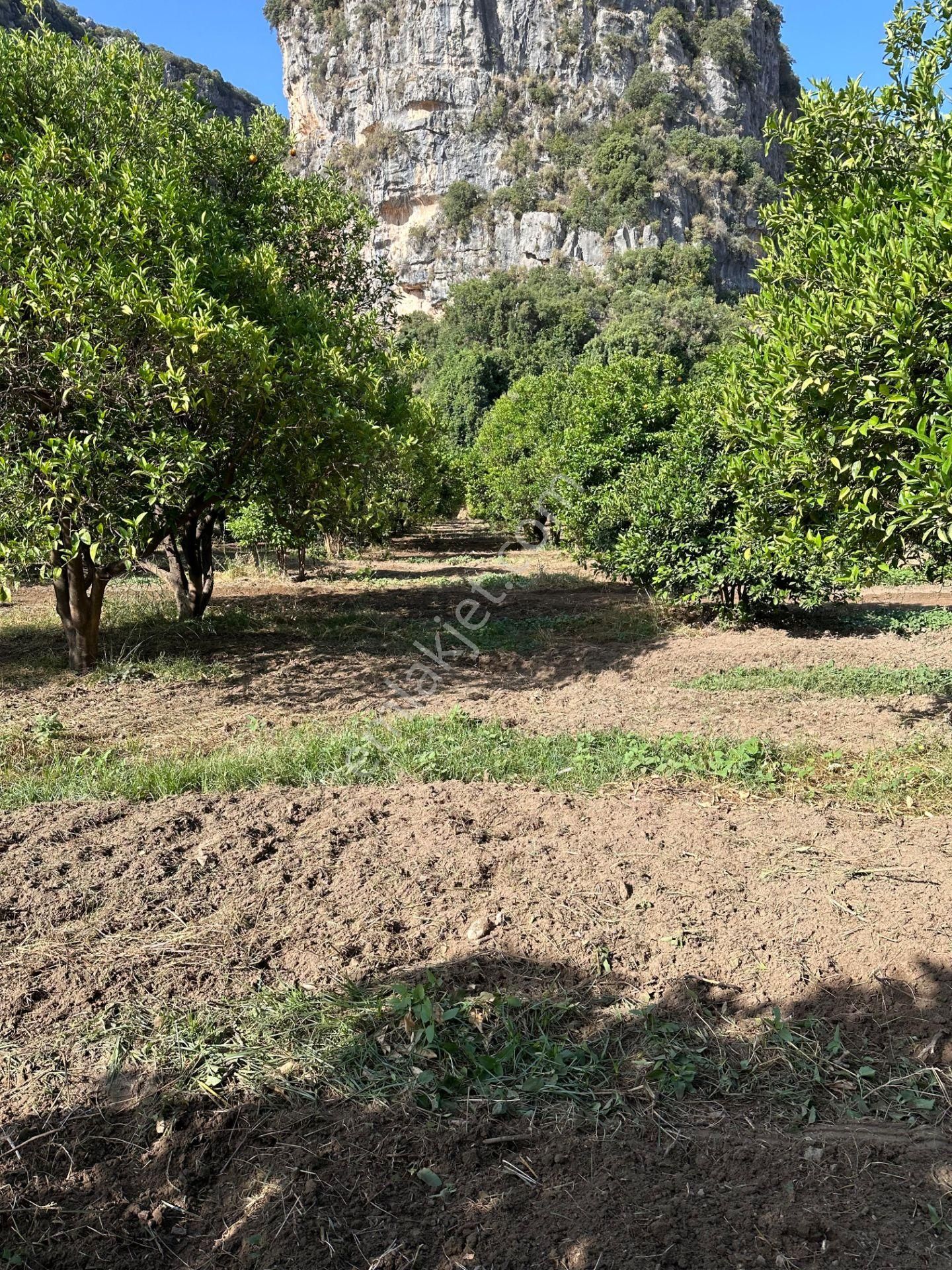 Antalya Demre'de Satılık Portakal Bahçesi - Görsel 10
