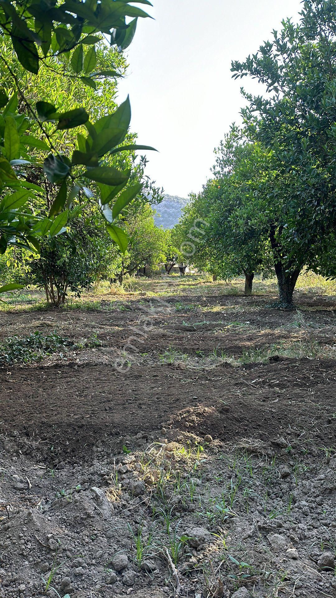 Demre Köşkerler Satılık Bağ & Bahçe  ANTALYA DEMRE'DE SATILIK PORTAKAL BAHÇESİ