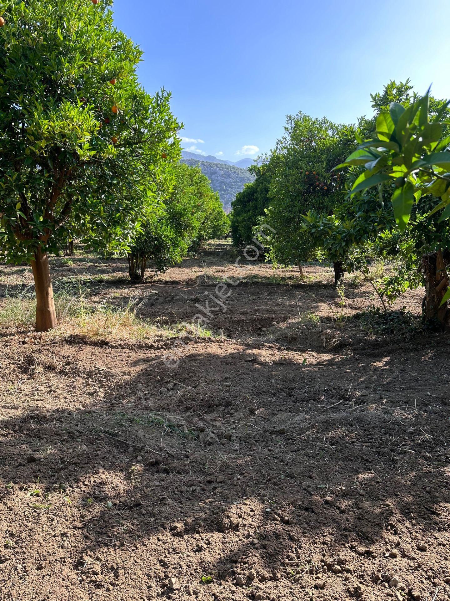 Antalya Demre'de Satılık Portakal Bahçesi - Görsel 5