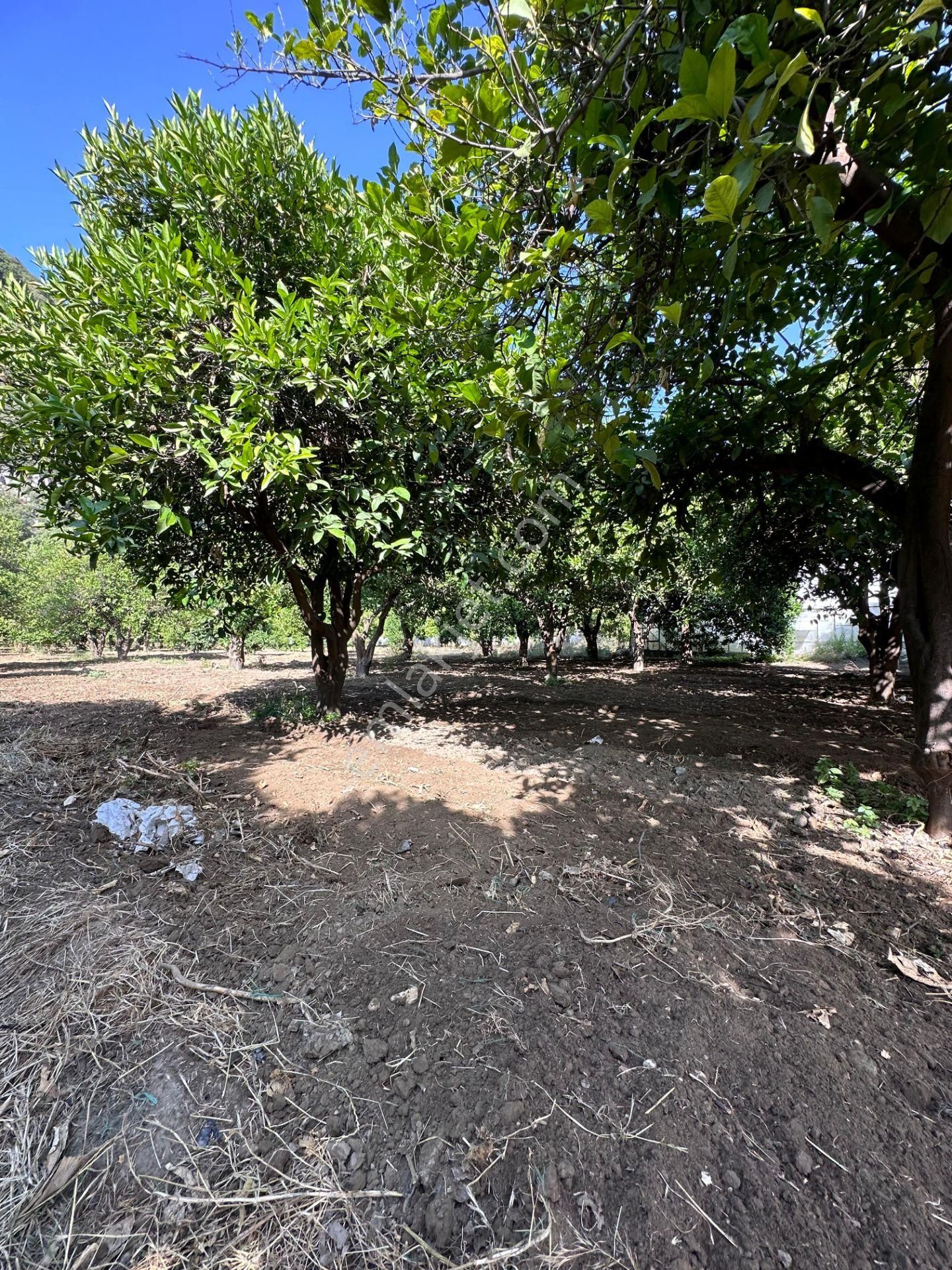 Antalya Demre'de Satılık Portakal Bahçesi - Görsel 4