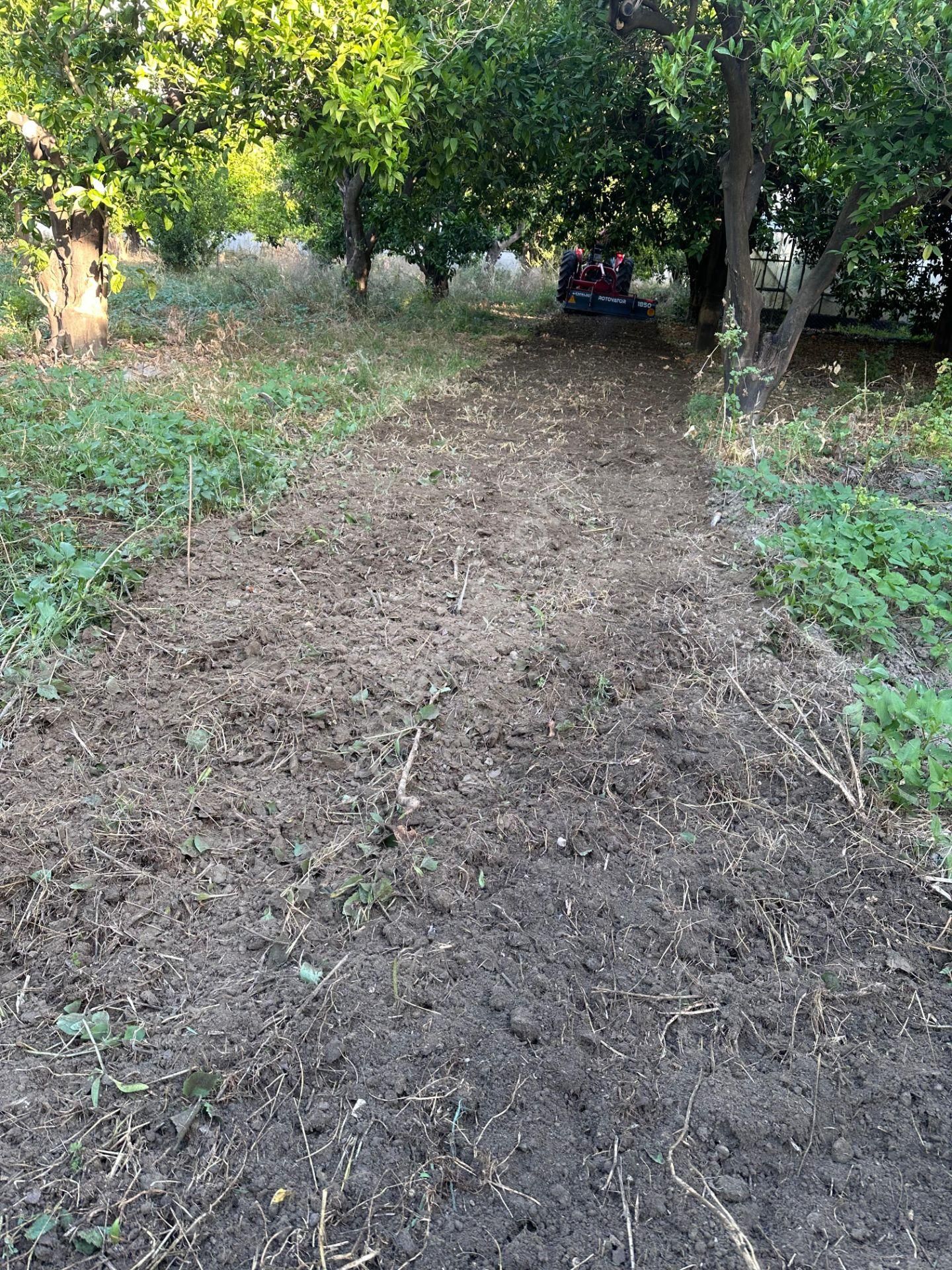 Antalya Demre'de Satılık Portakal Bahçesi - Görsel 7