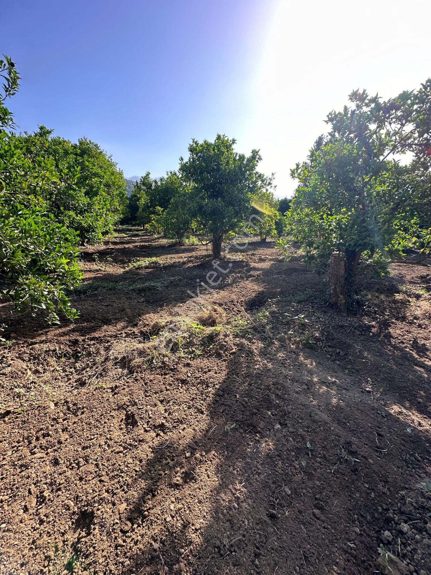 Antalya Demre'de Satılık Portakal Bahçesi - Görsel 8