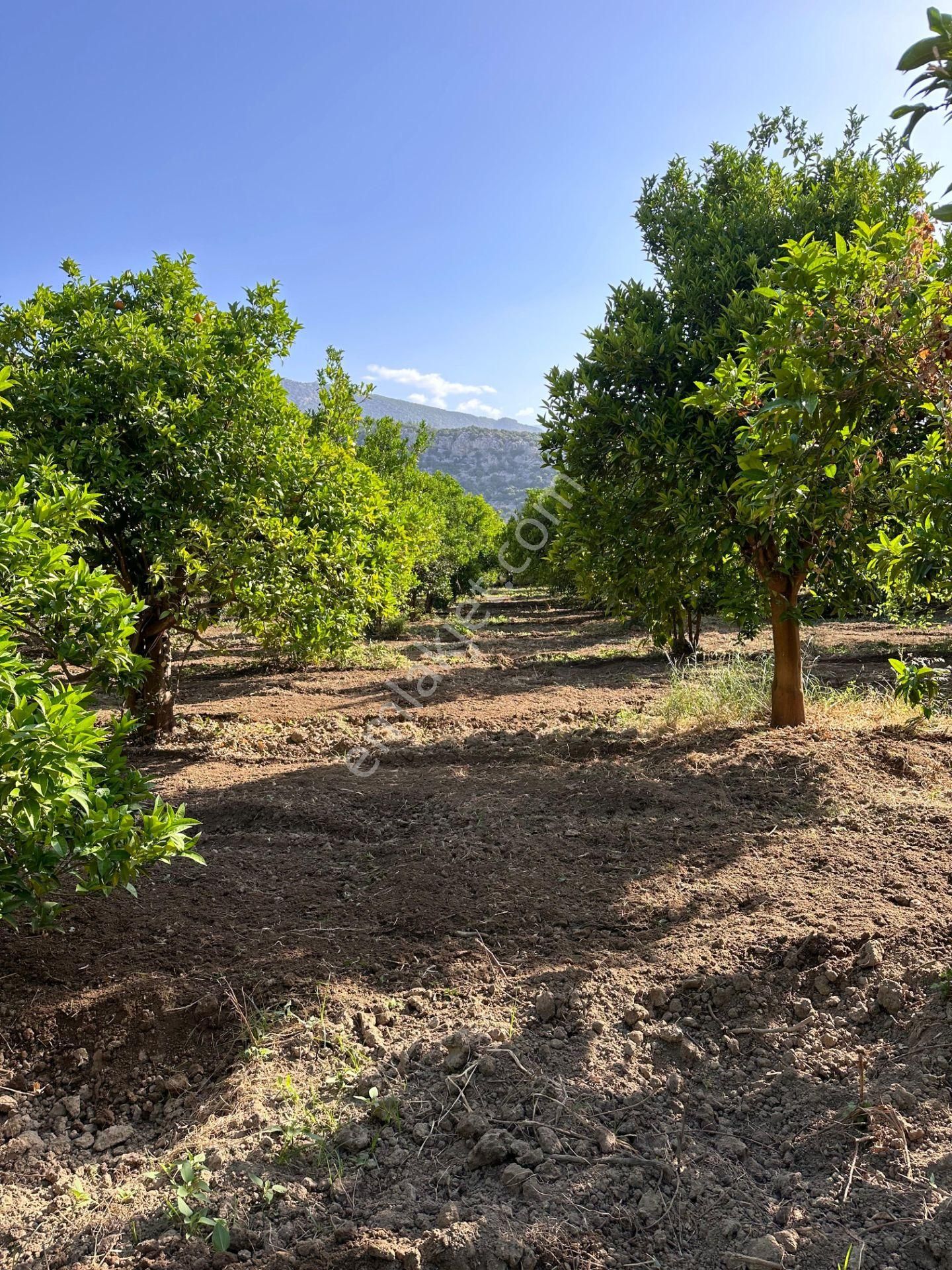 Antalya Demre'de Satılık Portakal Bahçesi - Görsel 11