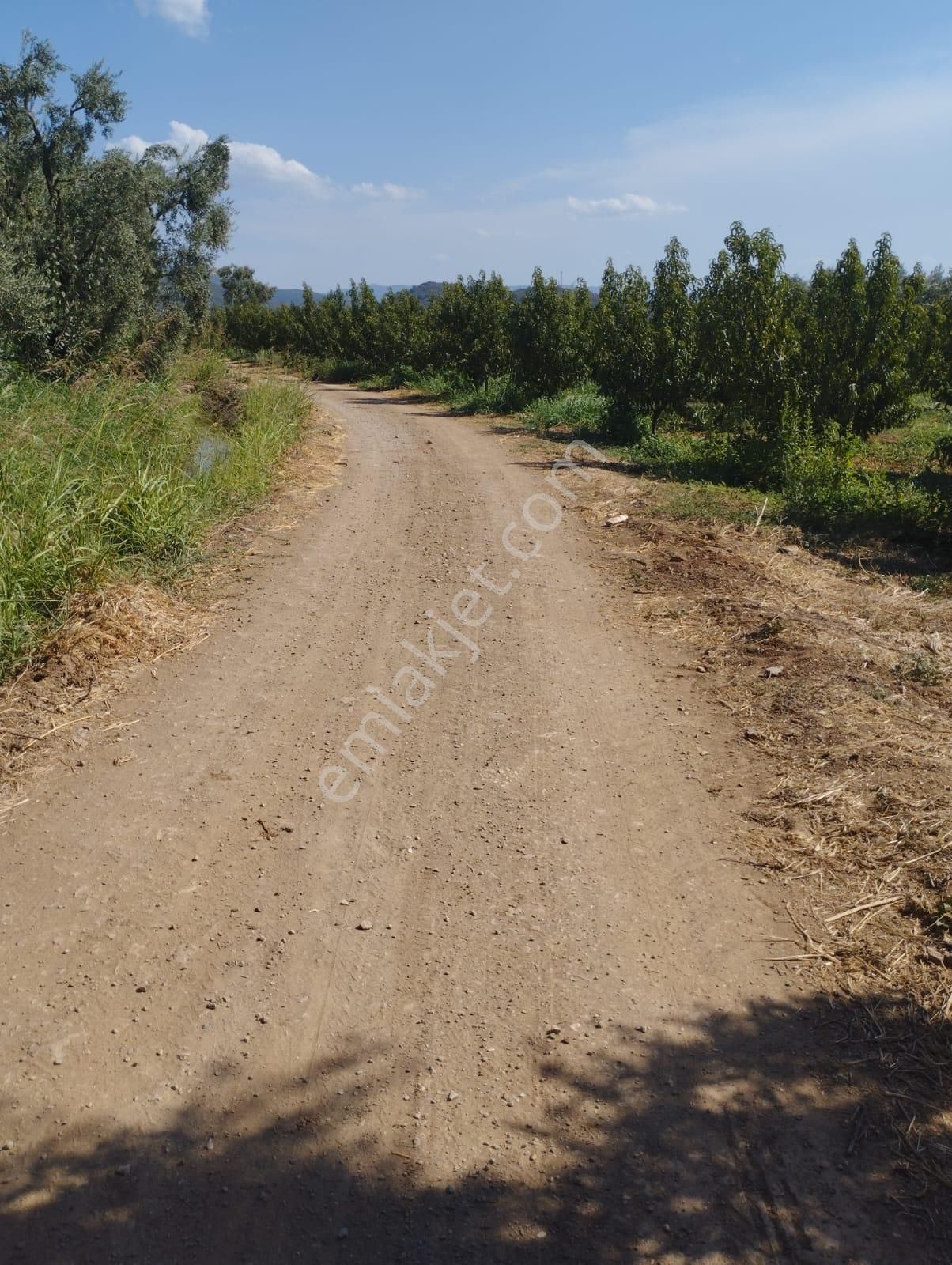 İznik Elbeyli Ovasında İnikli Tapulu 8835 M2 Nektarin Bahçesi