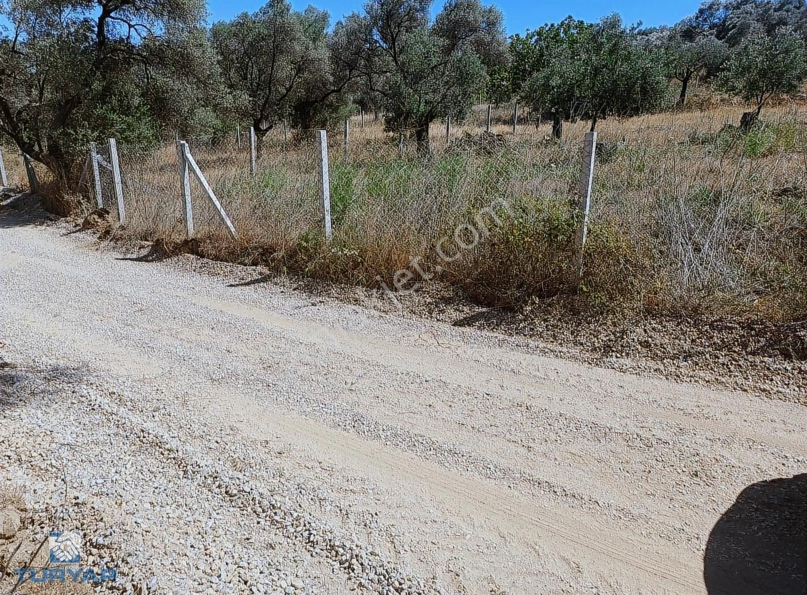 Torbalı Çapak Satılık Zeytinlik TORBALI ÇAPAK KÖY MERKEZİNE ÇOK YAKIN KUPON SATILIK ZEYTİNLİK