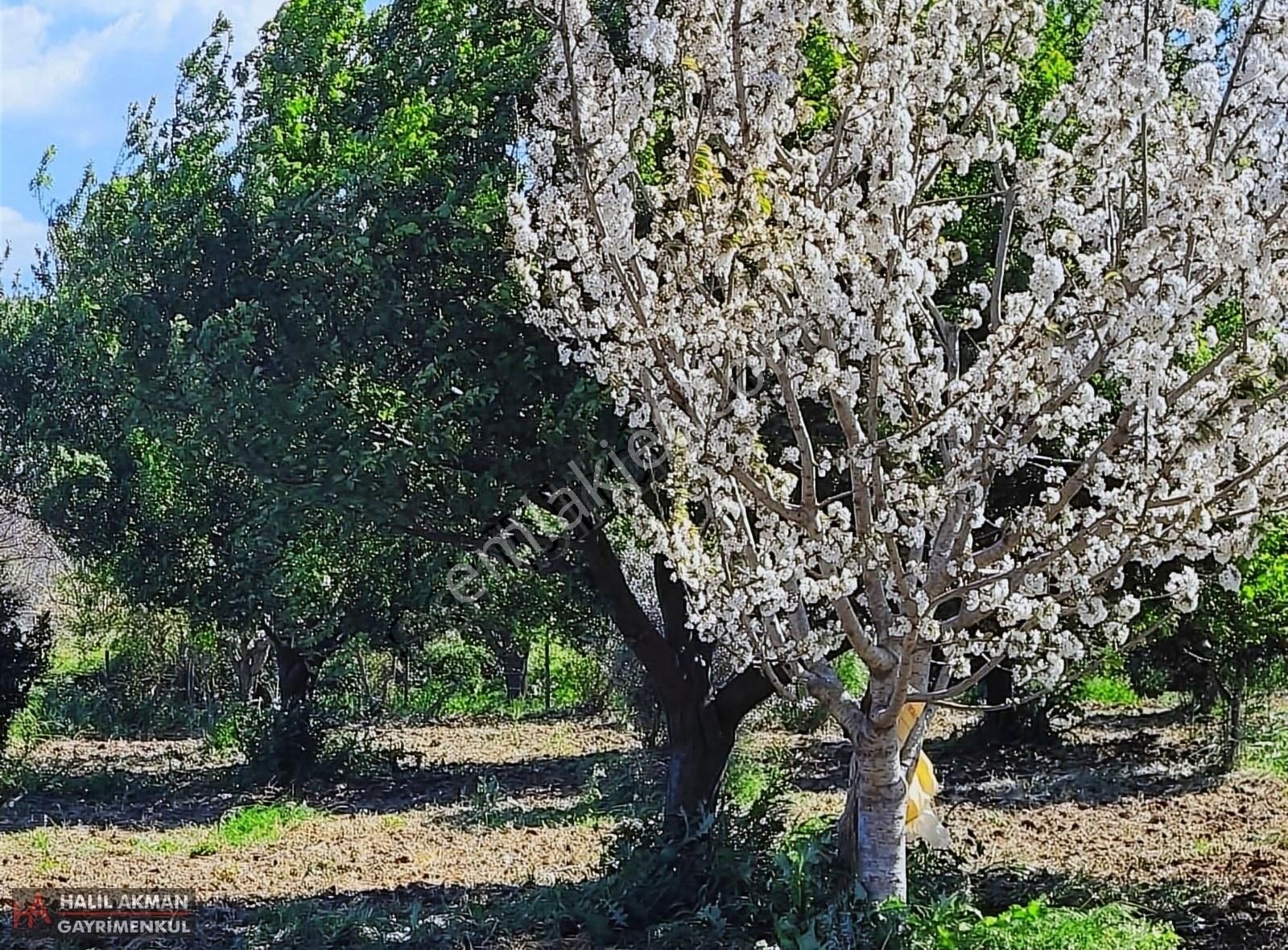 Havran Küçükdere Satılık Tarla Akman Dan Havran Küçükdere De Satılık Yola Cephe 3901 M2 Tarla