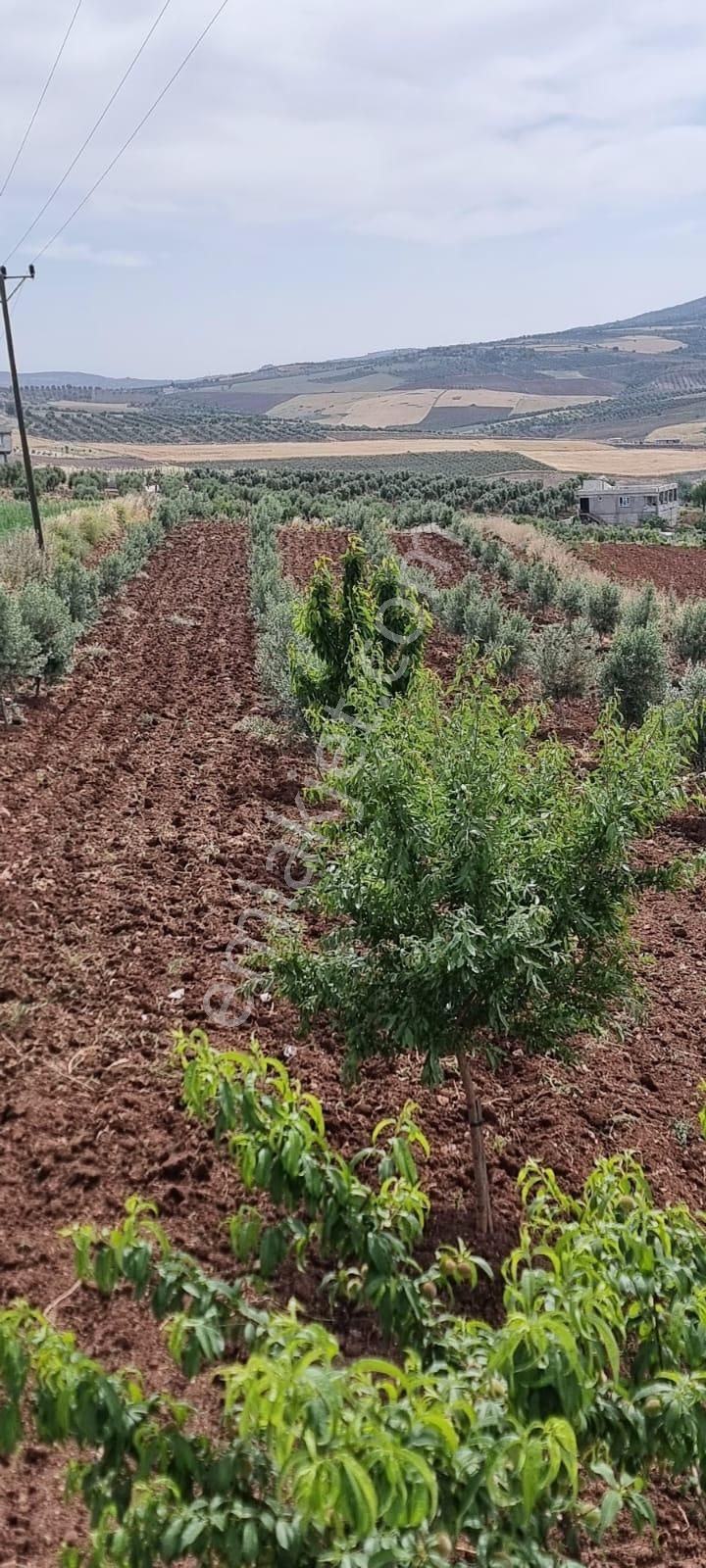 Şahinbey Tiyekli Satılık Tarla Asfalt Yol Üzeri Yatırımlık Oturuma Hazır Ev Olan 3.170m2 Tarla