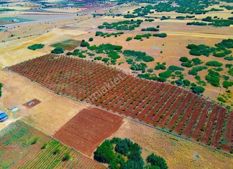 Elazığ Merkez Koparuşağı Köyü Satılık Tarla Hazır Bahçe