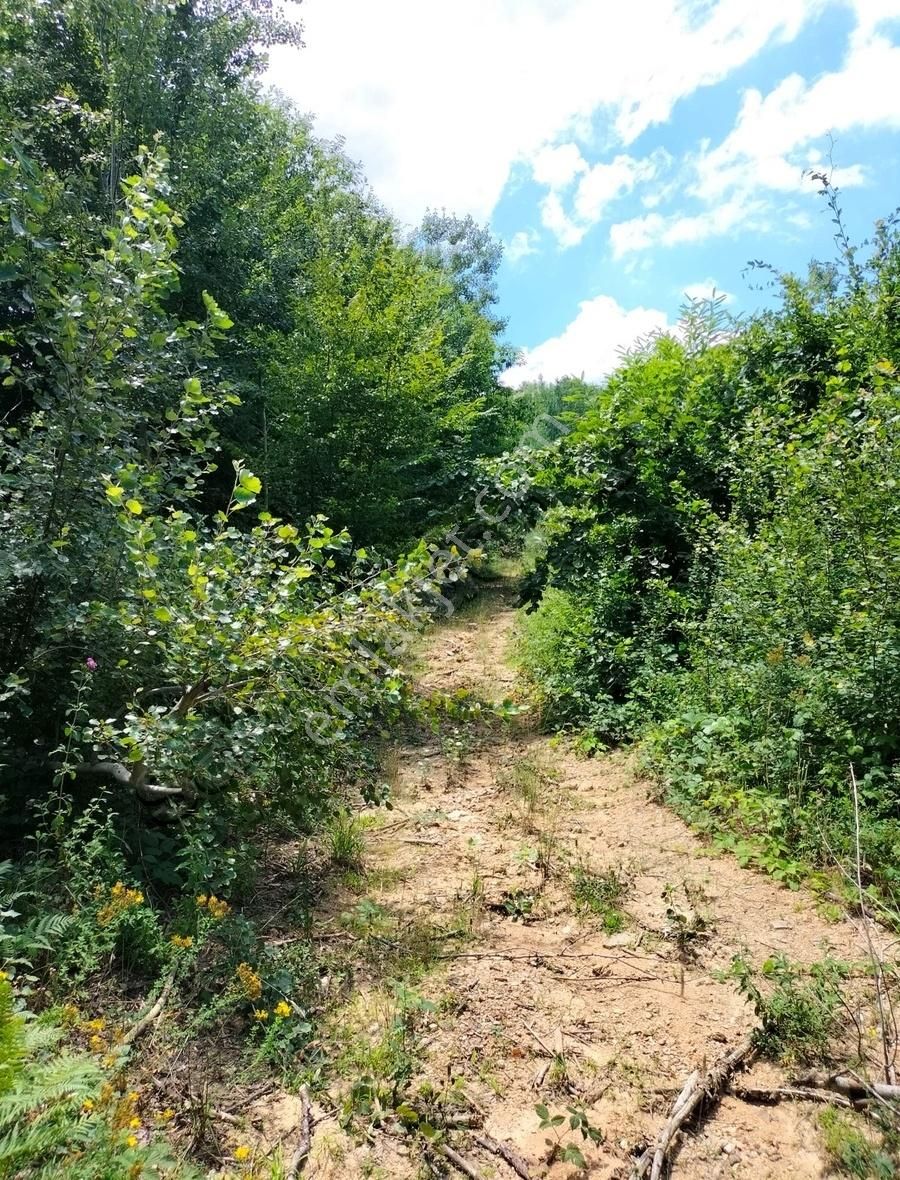 Sapanca Muradiye Satılık Bağ & Bahçe Sapanca'da Doğa İçerisinde Eşsiz Konumda Kupon Arsa