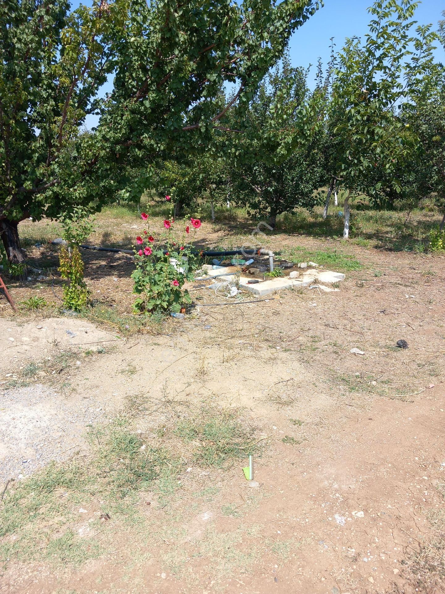 Cetın Emlaktan Altuntas Da Hobı Bahcesı - Görsel 14
