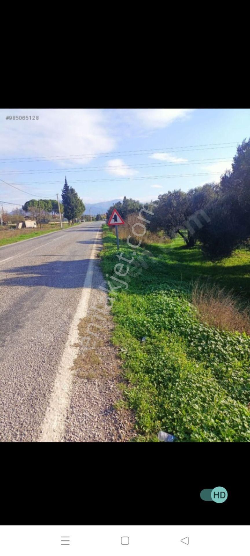 Foça Ilıpınar Satılık Zeytinlik sahibinden yol kenarı 