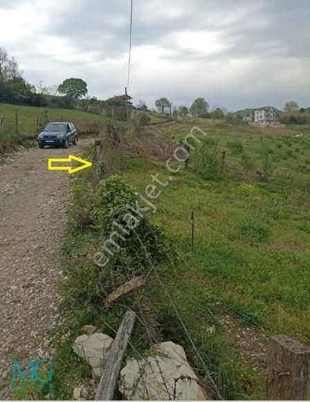 Köy İçinde Ev Yapılabilir Satılık Meyve Ve Fındık Bahçesi - Görsel 2