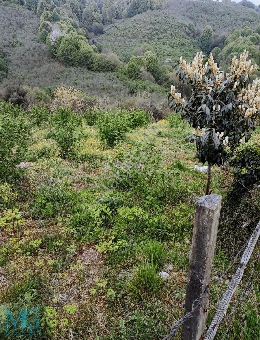 Köy İçinde Ev Yapılabilir Satılık Meyve Ve Fındık Bahçesi - Görsel 3