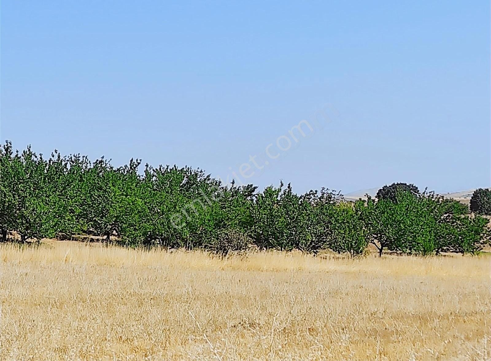 Elazığ Merkez Öksüzuşağı Köyü (Zeynikler) Satılık Tarla Öksüzuşağı Köyünde Satılık Tarla