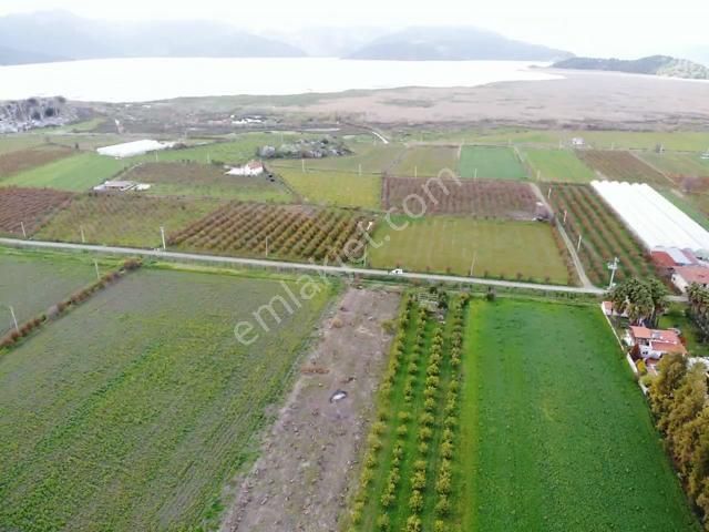 Muğla Dalyanda Göle Yakın Satılık 4100m2 Tarla - Görsel 3