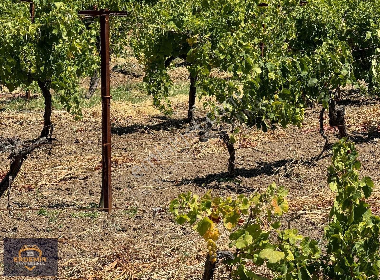 Bursa Osmangazi Selçukgazi Köyünde Satılık Bağ Bahçe - Görsel 13