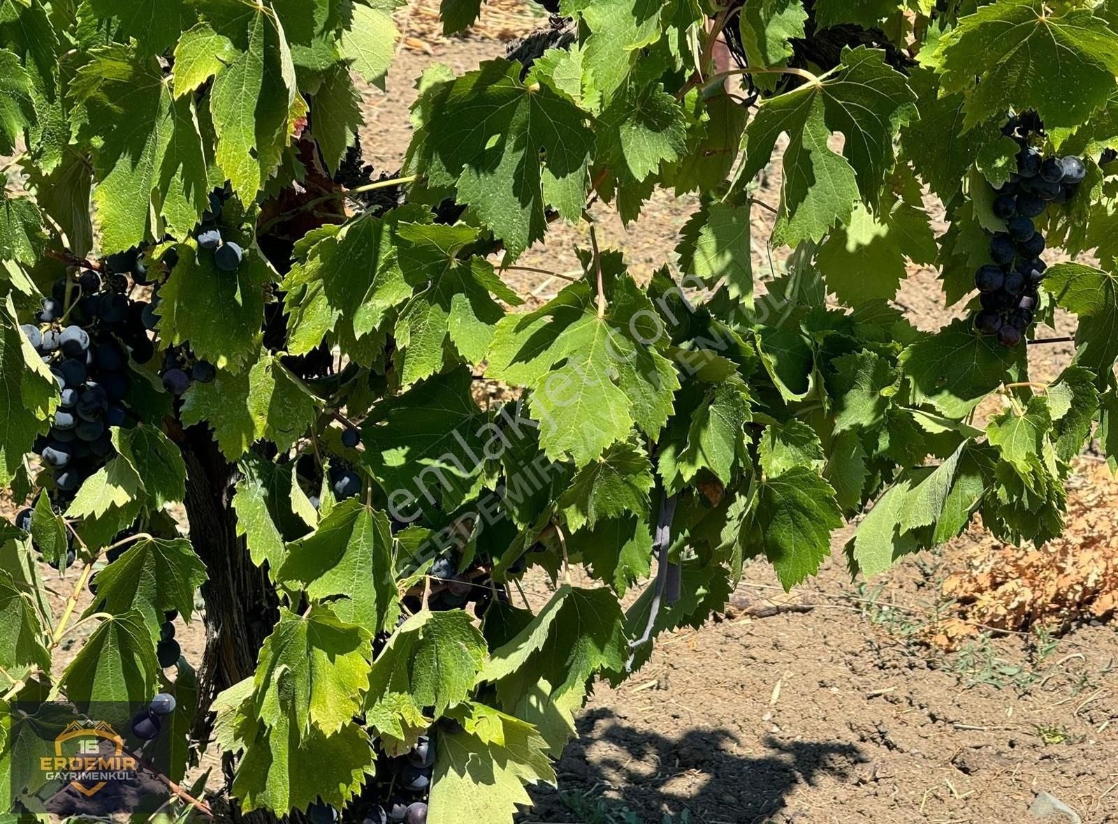 Bursa Osmangazi Selçukgazi Köyünde Satılık Bağ Bahçe - Görsel 24