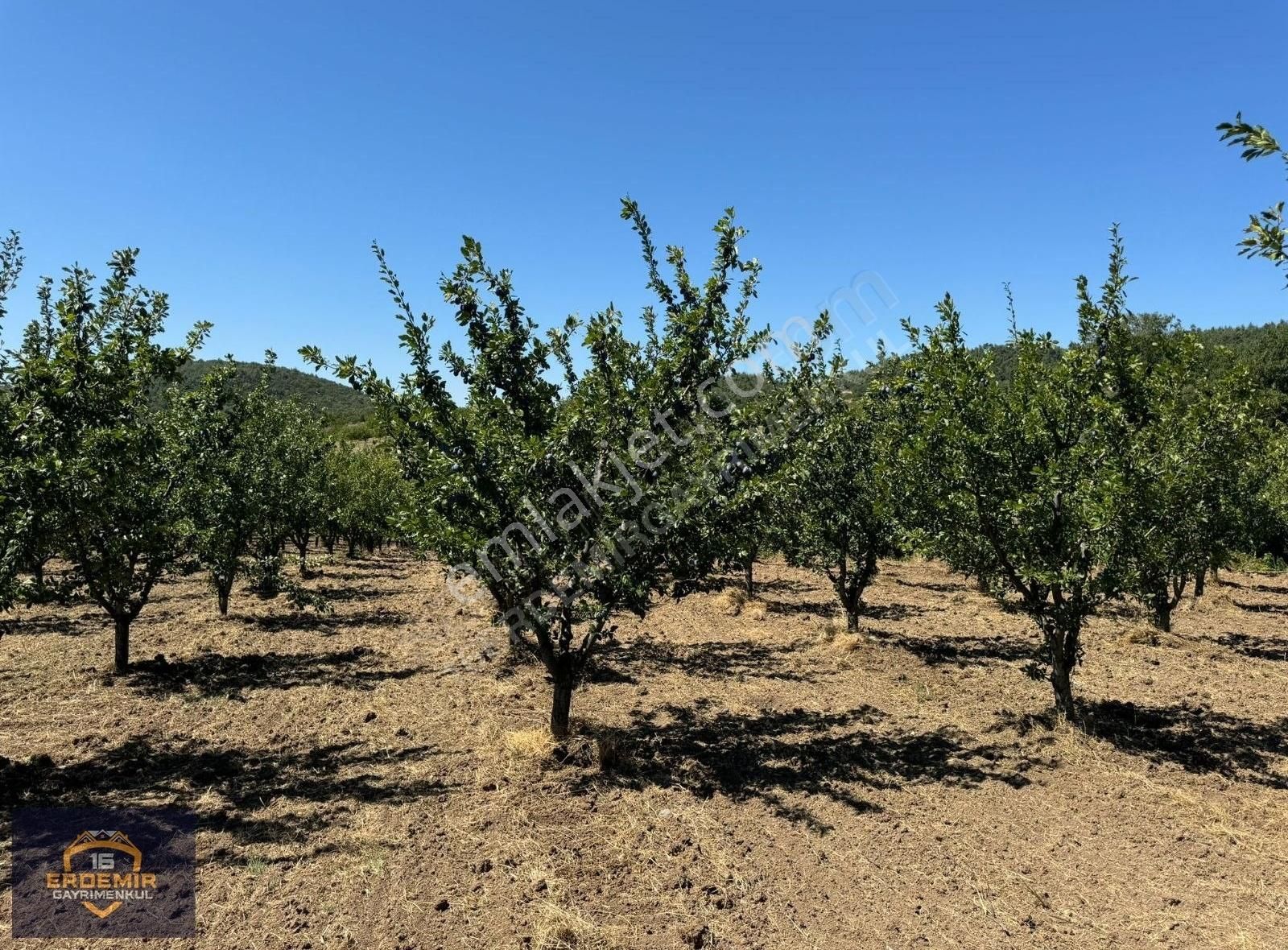 Bursa Osmangazi Selçukgazi Köyünde Satılık Bağ Bahçe - Görsel 25