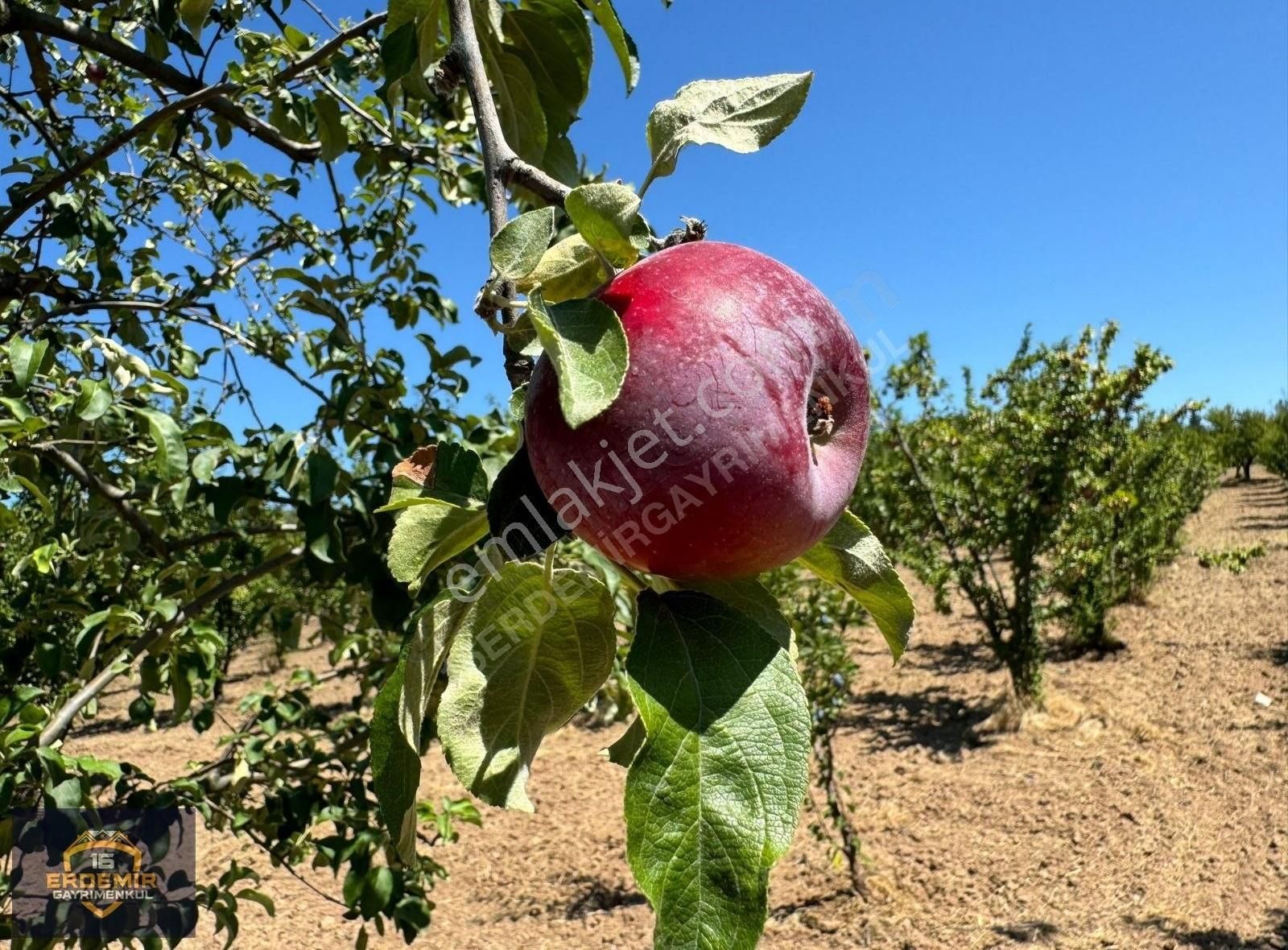 Bursa Osmangazi Selçukgazi Köyünde Satılık Bağ Bahçe - Görsel 12