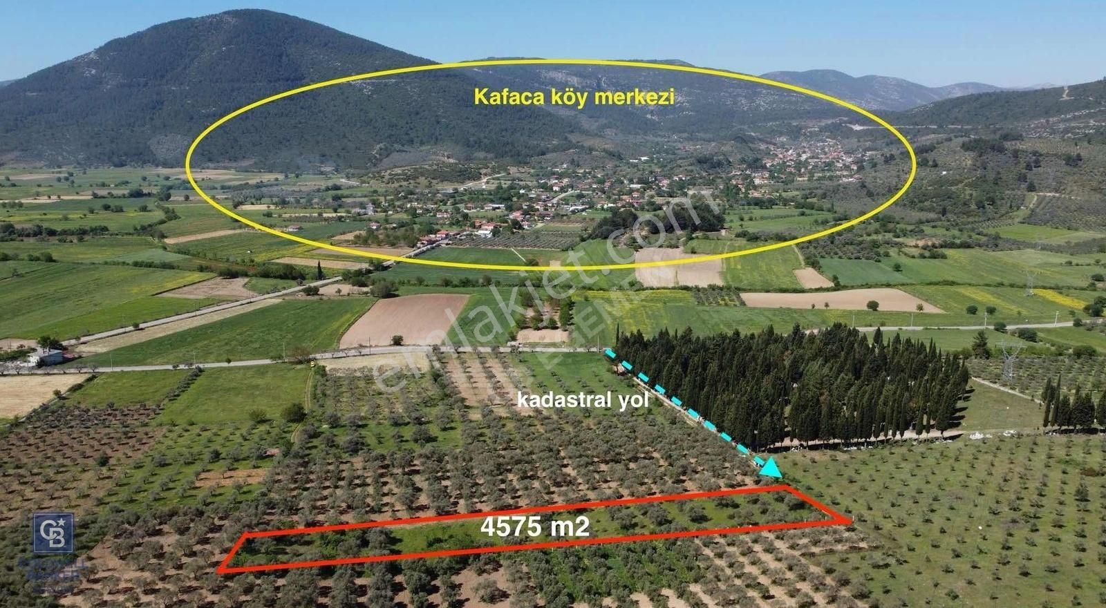 Menteşe Kafaca Satılık Zeytinlik Muğla Kafaca Mahallesinde Satılık 4575m2 Zeytinlik