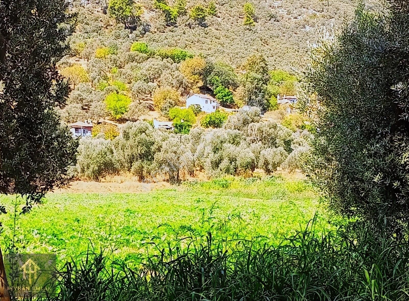 Milas Çandır Satılık Zeytinlik Milas Candır Mahallesinde Satılık Zeytinlik Vasıflı Arazi